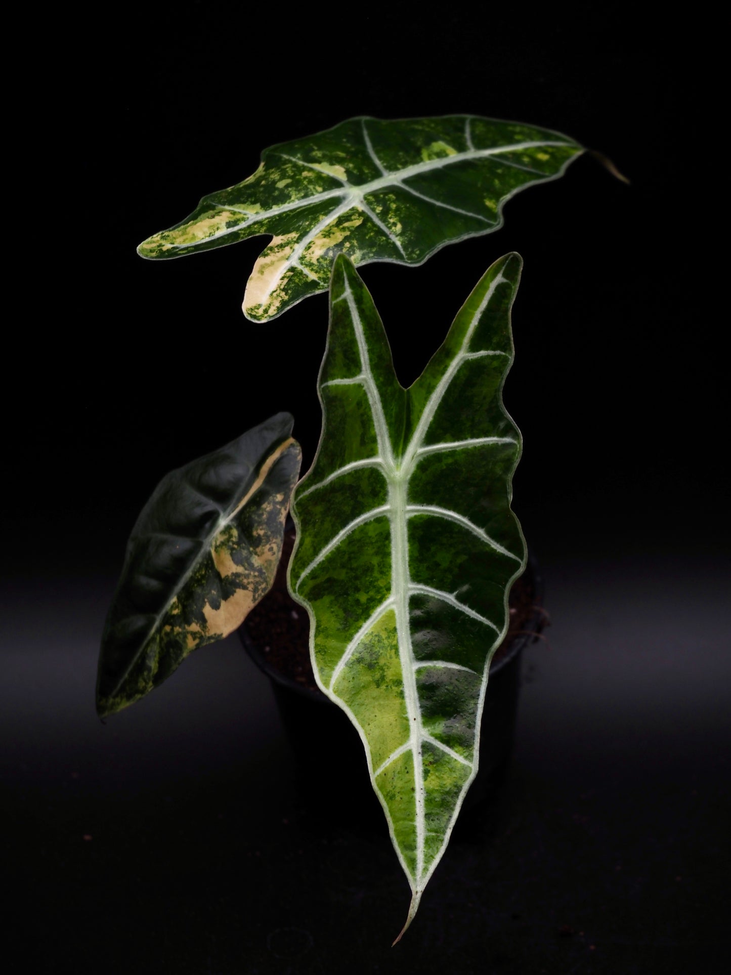 Alocasia Sanderiana Bull Aurea