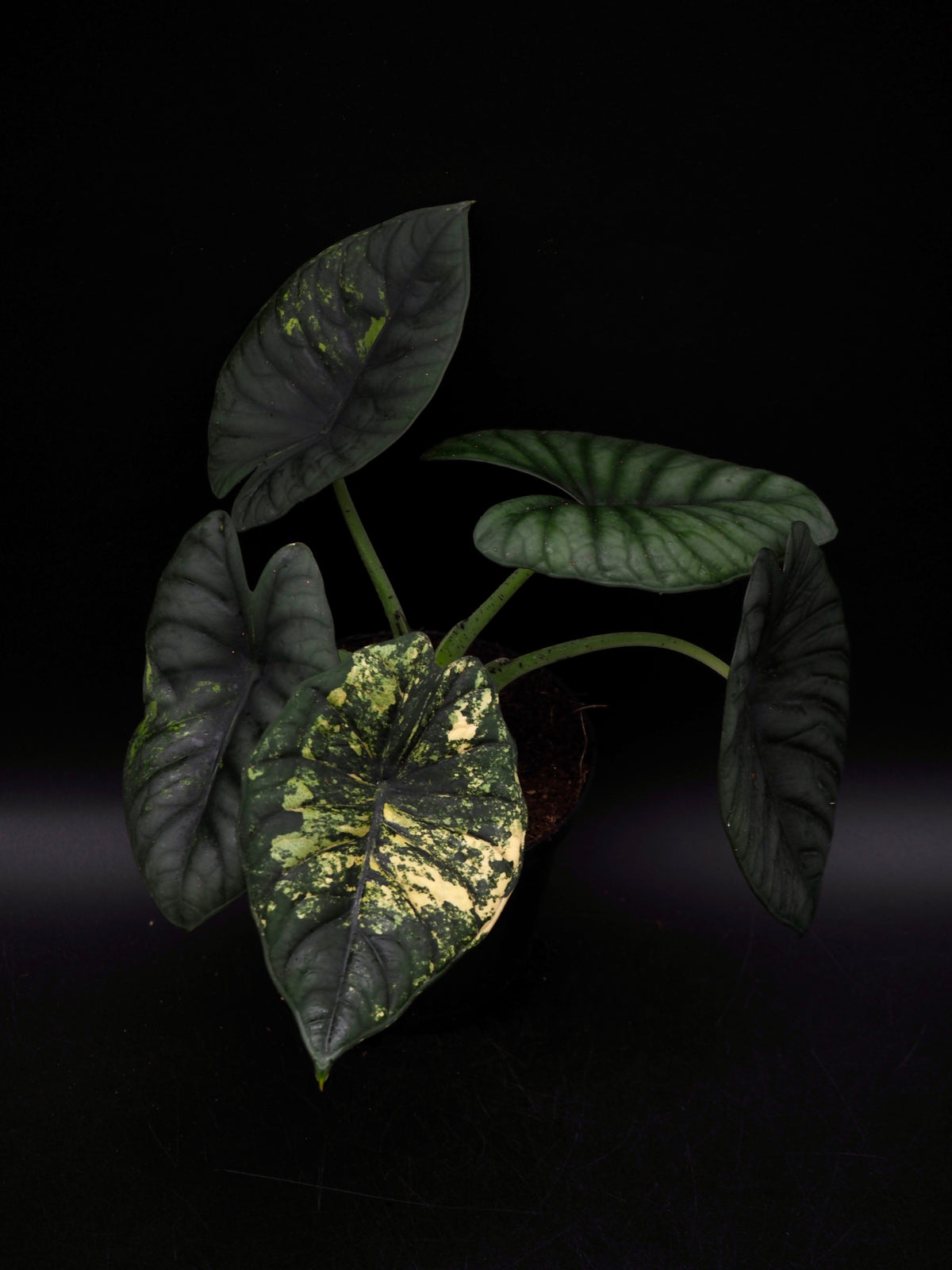 Alocasia Nebula Aurea