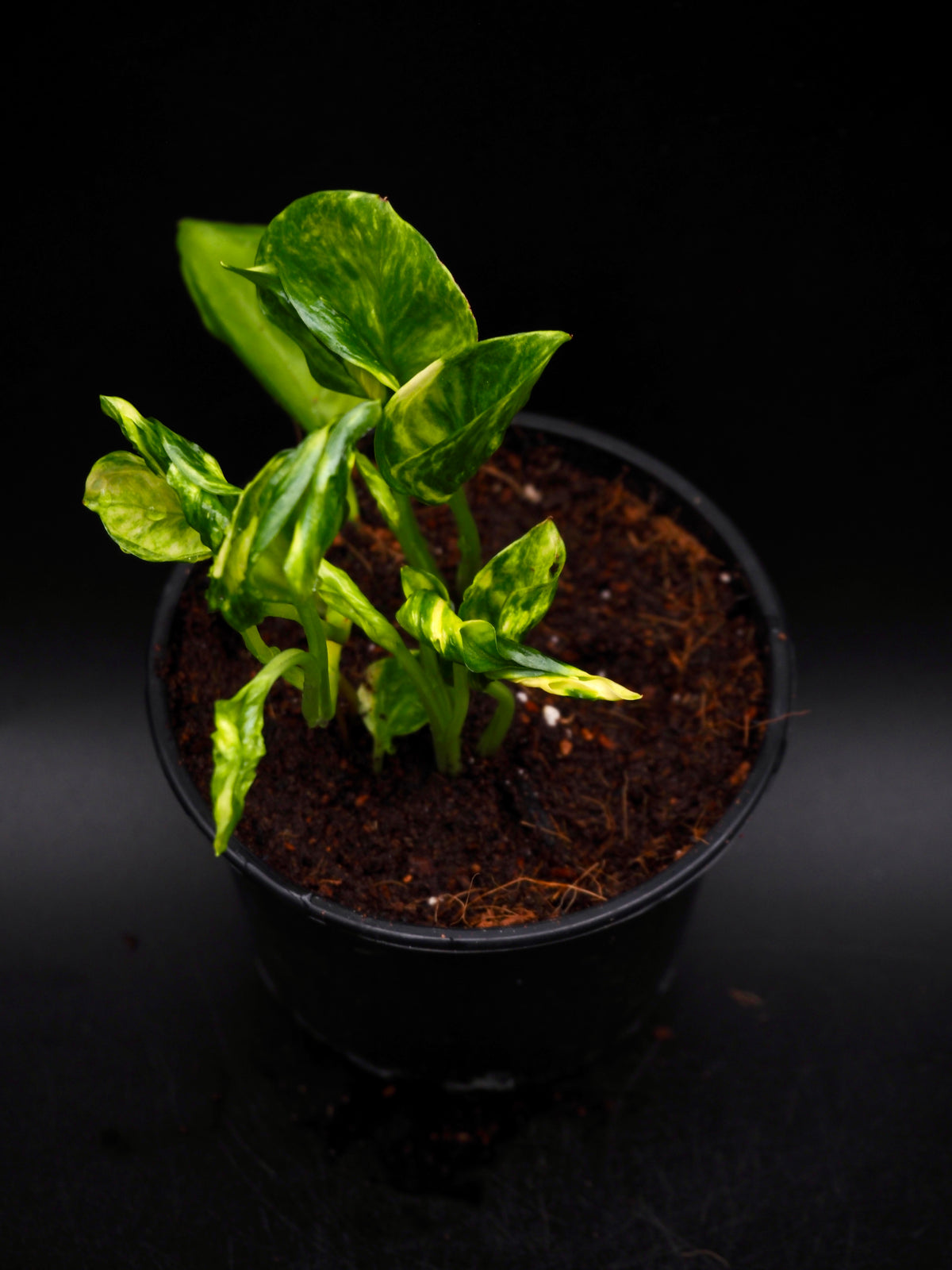 Epipremnum aureum Shangri La Variegata