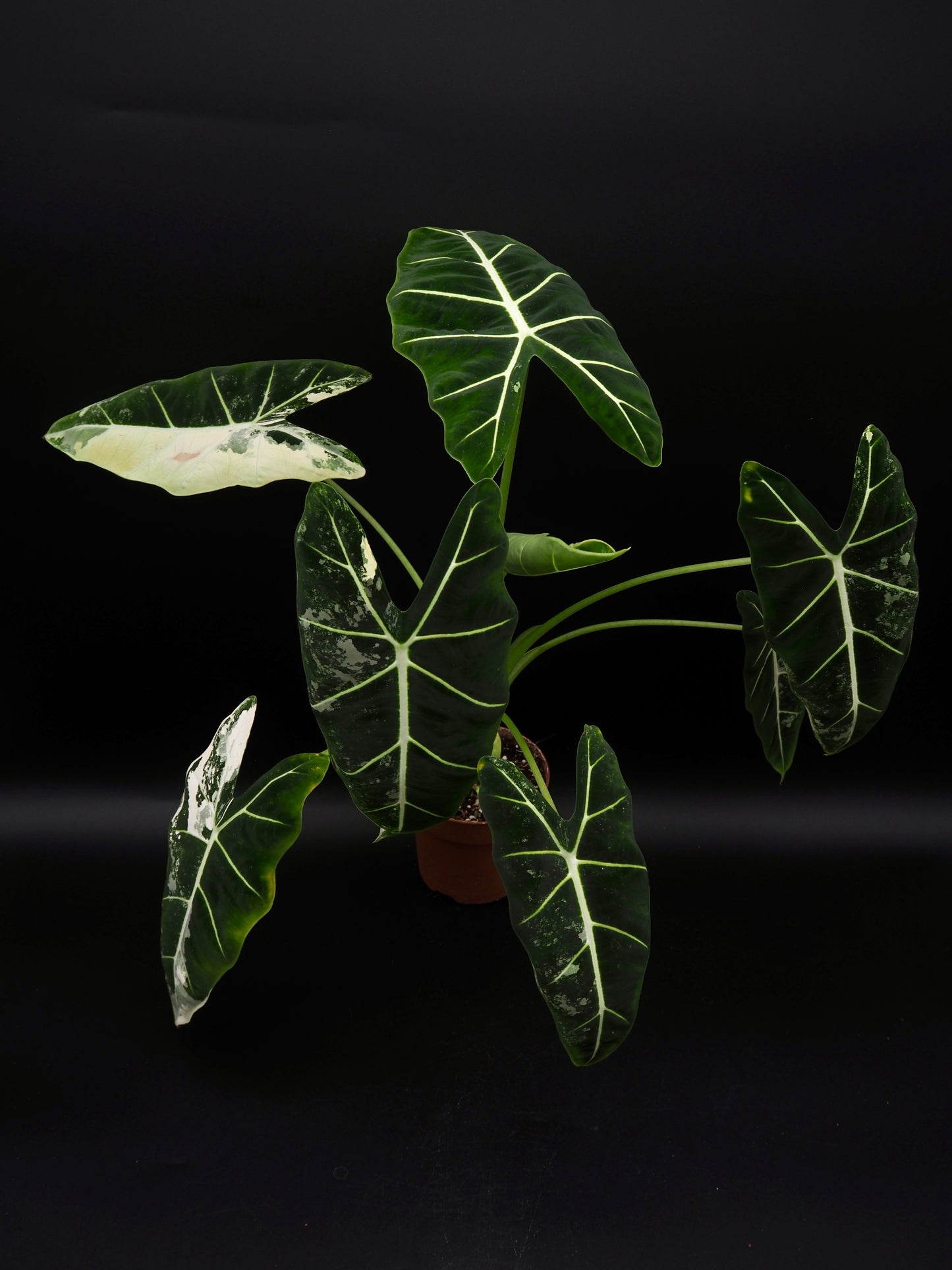 Alocasia Frydek Variegata