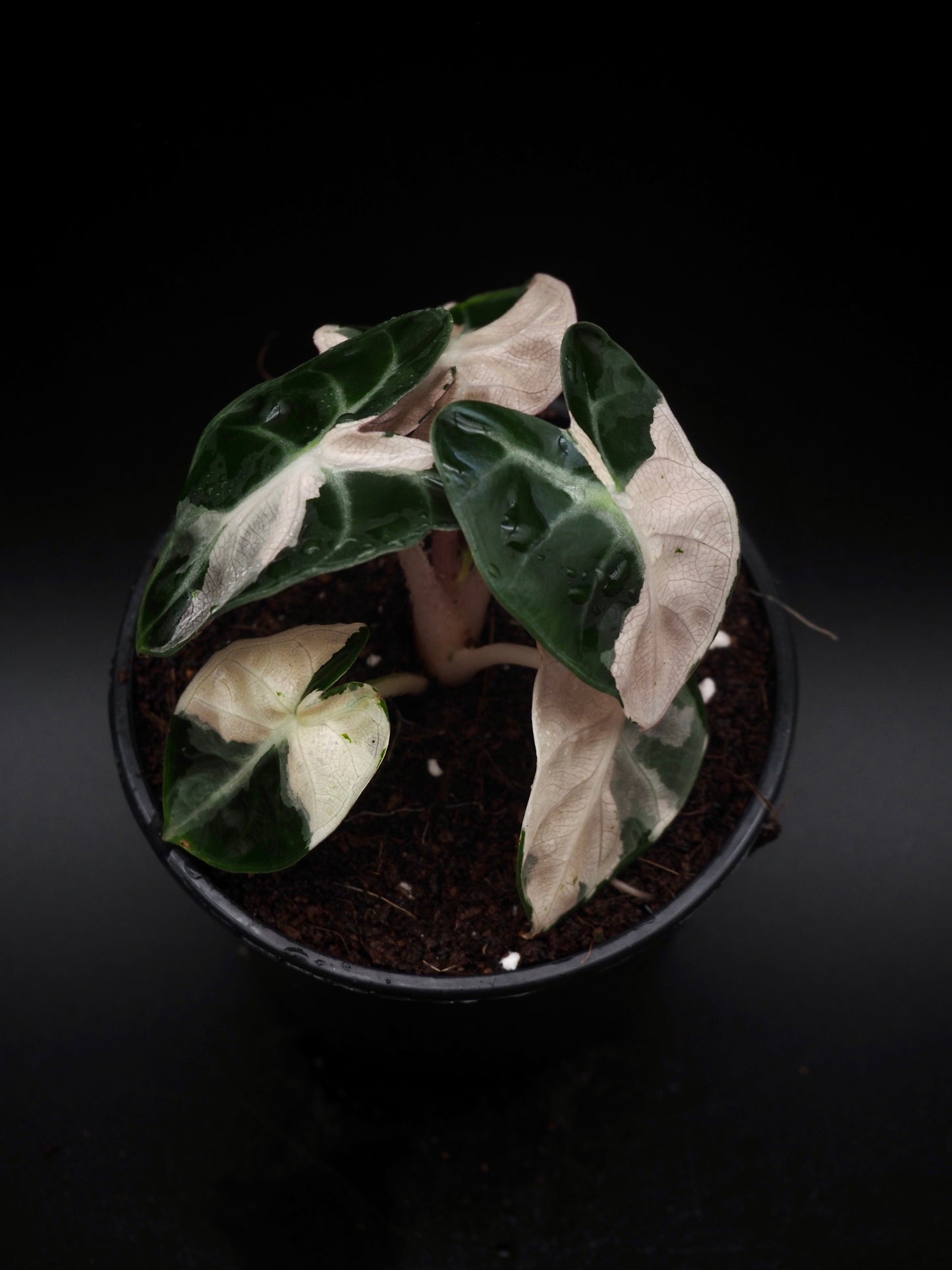 Alocasia Baloon Heart Pink