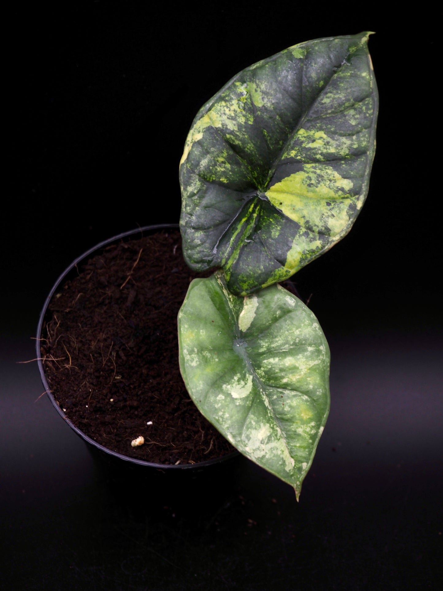 Alocasia Nebula Aurea