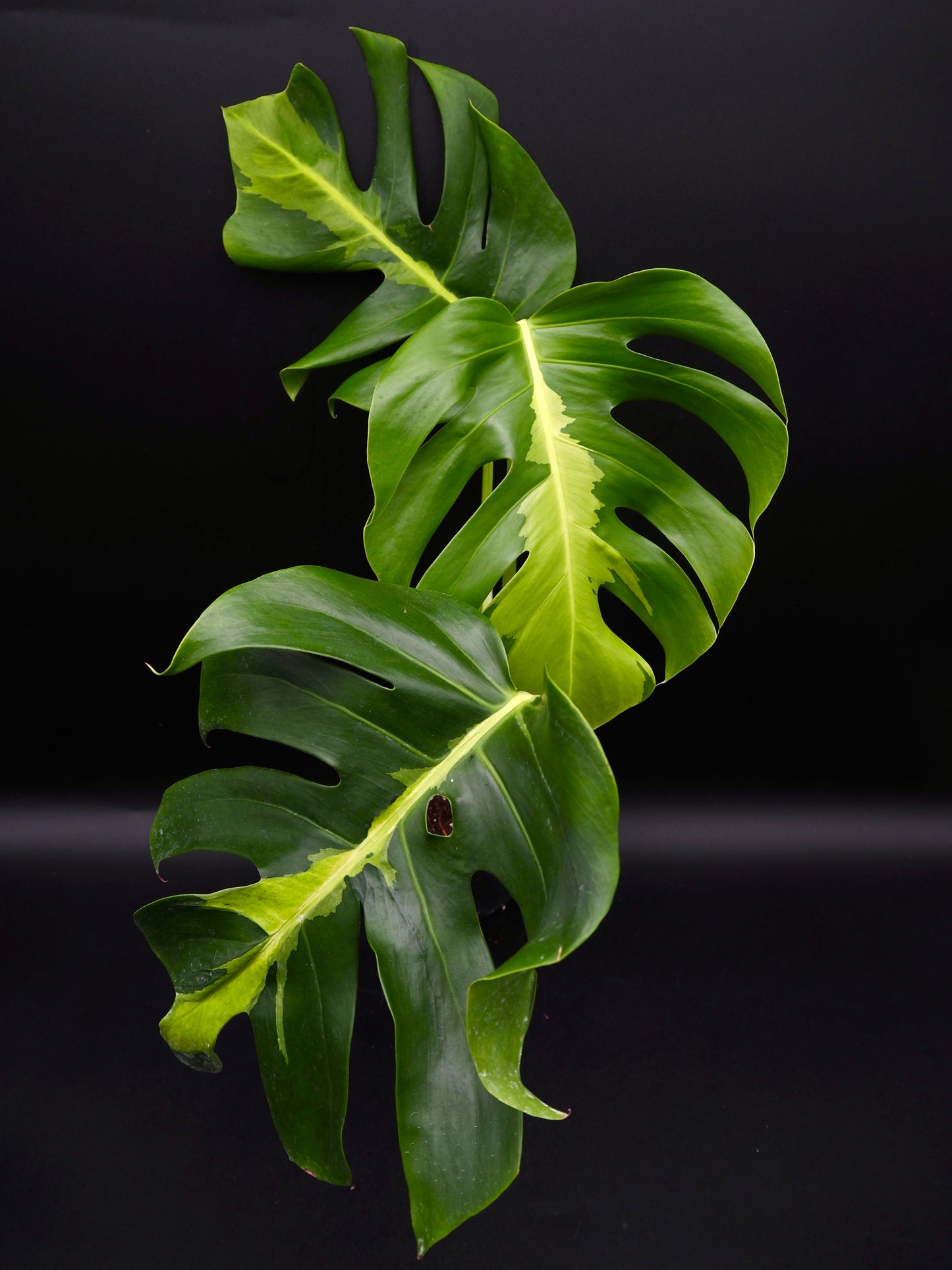 Monstera White Lava