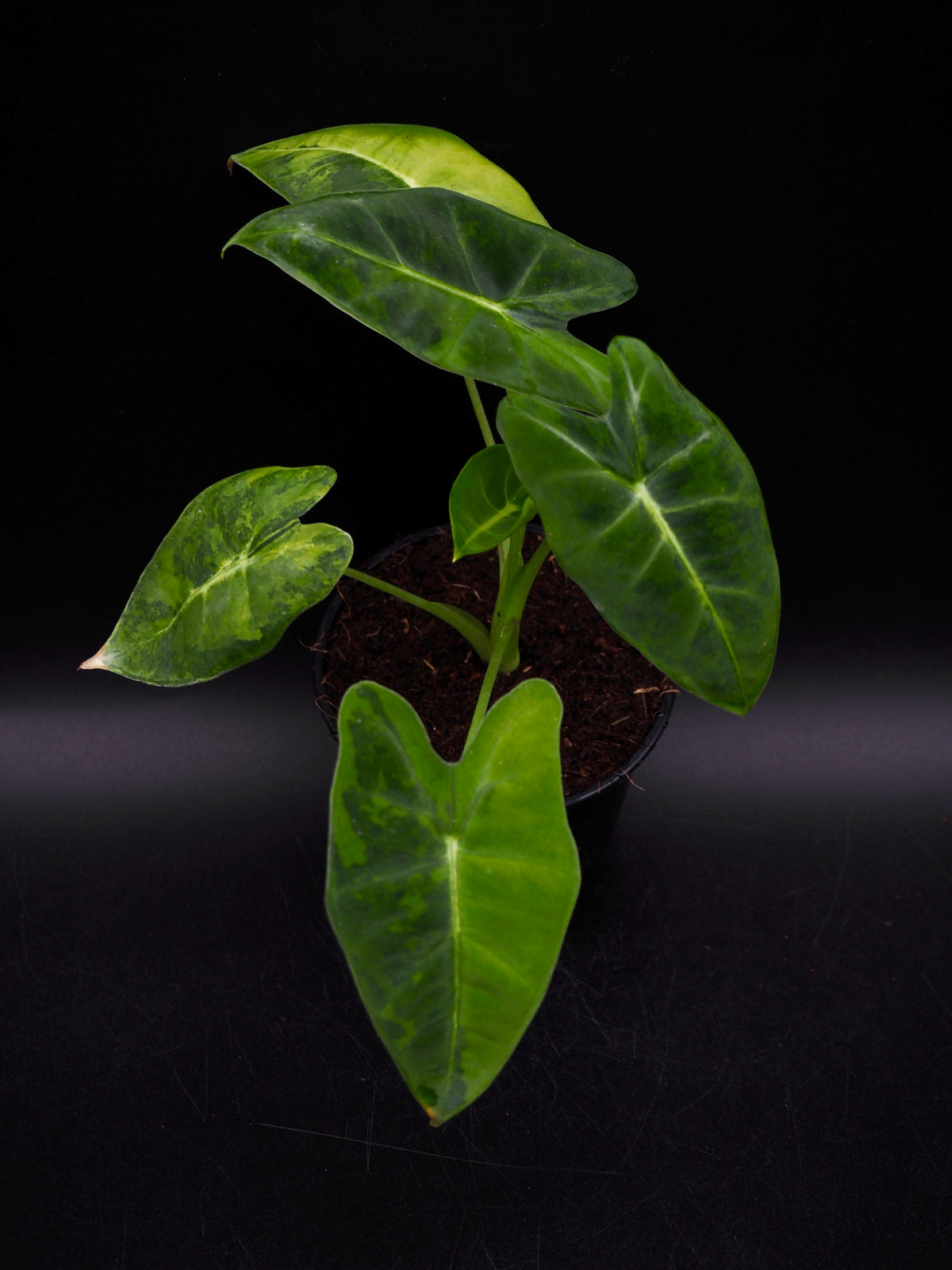 Alocasia Frydek gog
