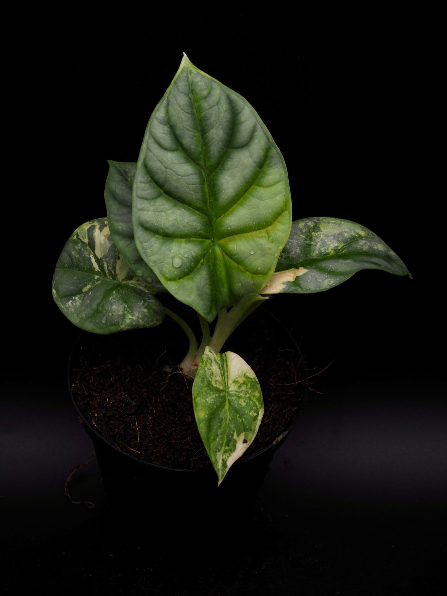 Alocasia Silver Dragon Aurea