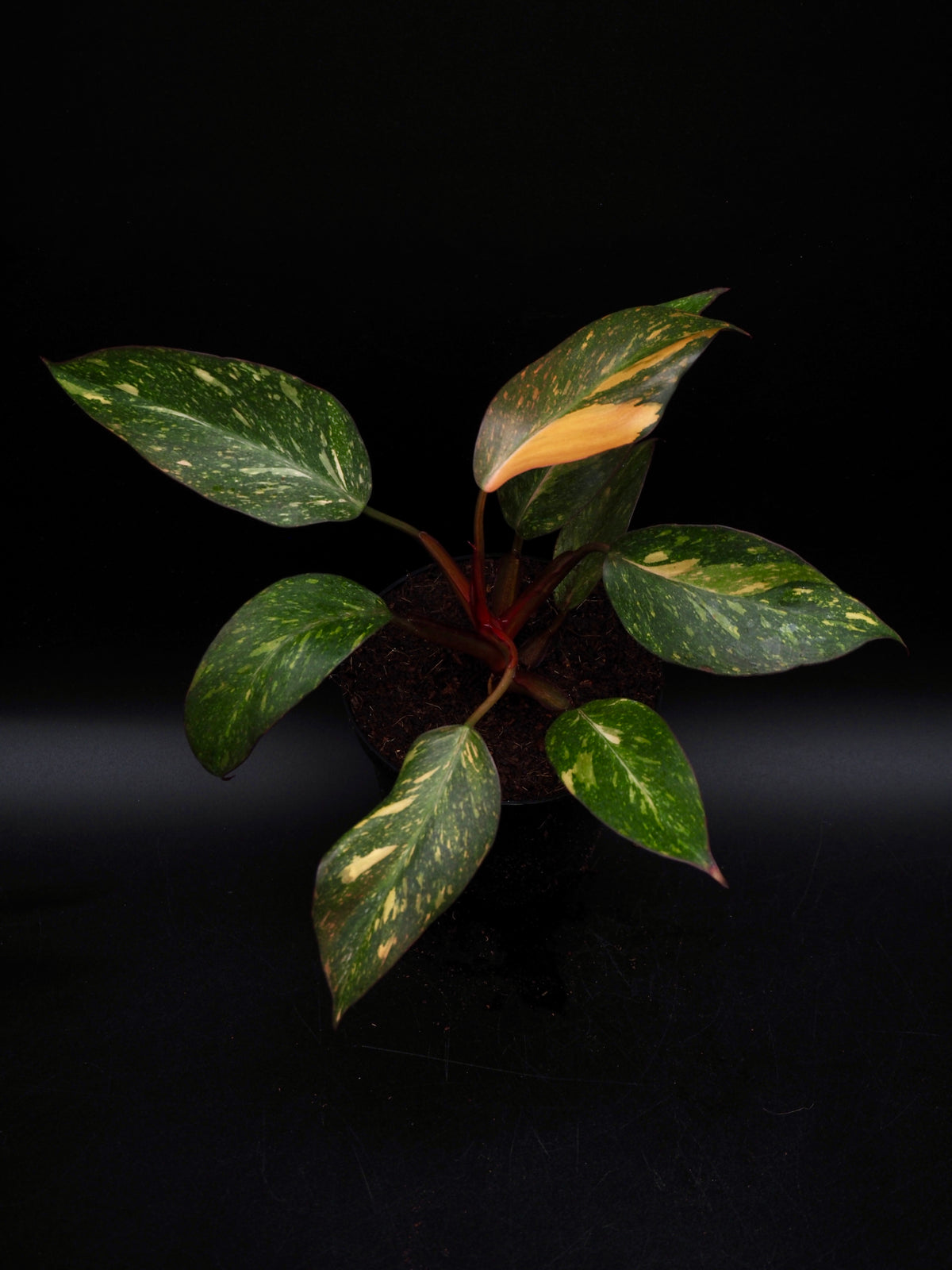 Philodendron Orange Princess Galaxy