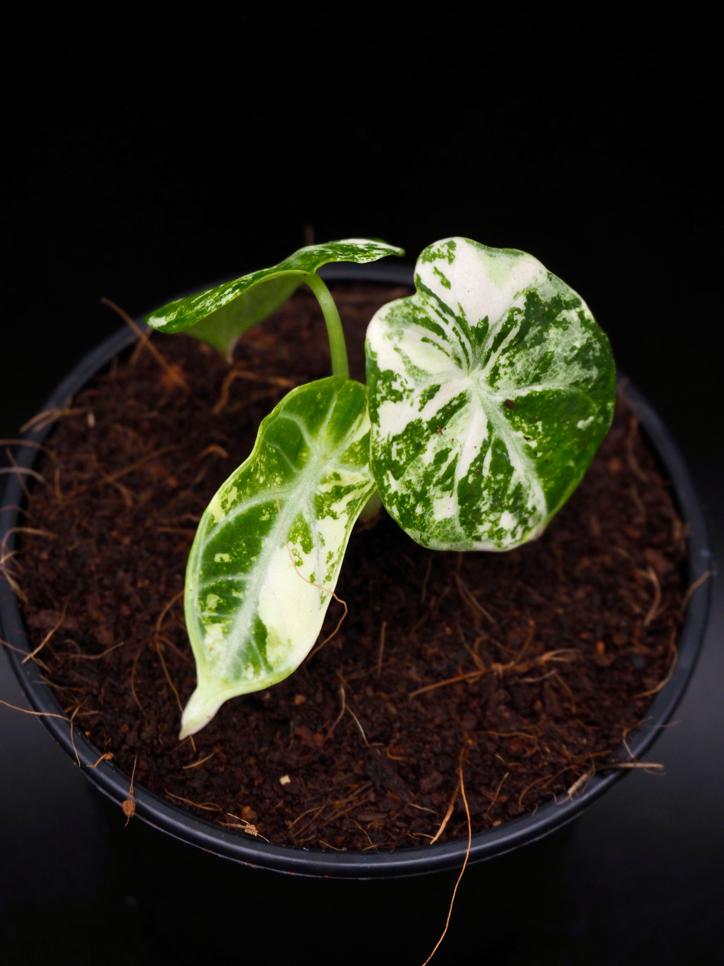 Alocasia Ninja Albo