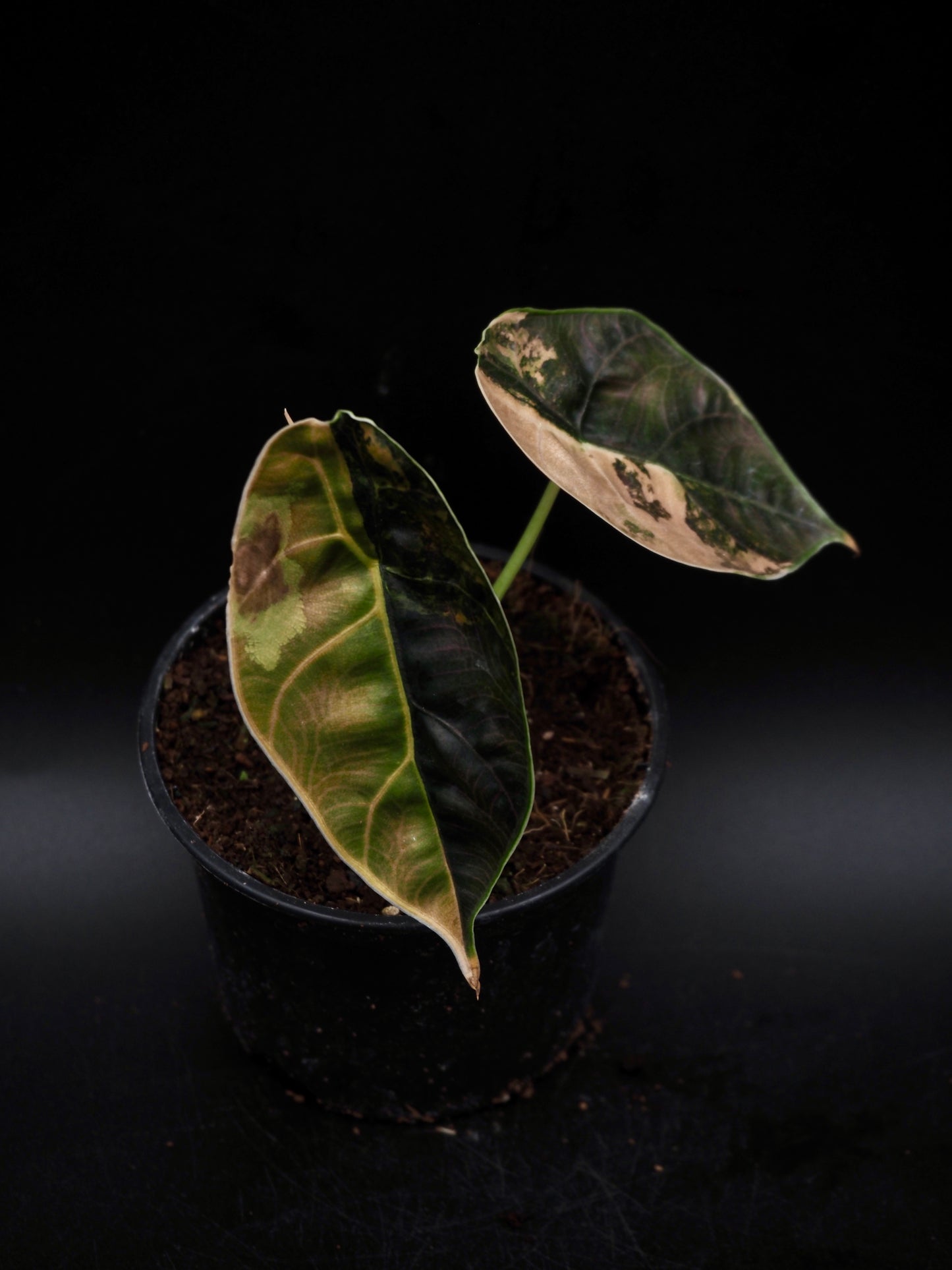 Alocasia Azlanii Aurea