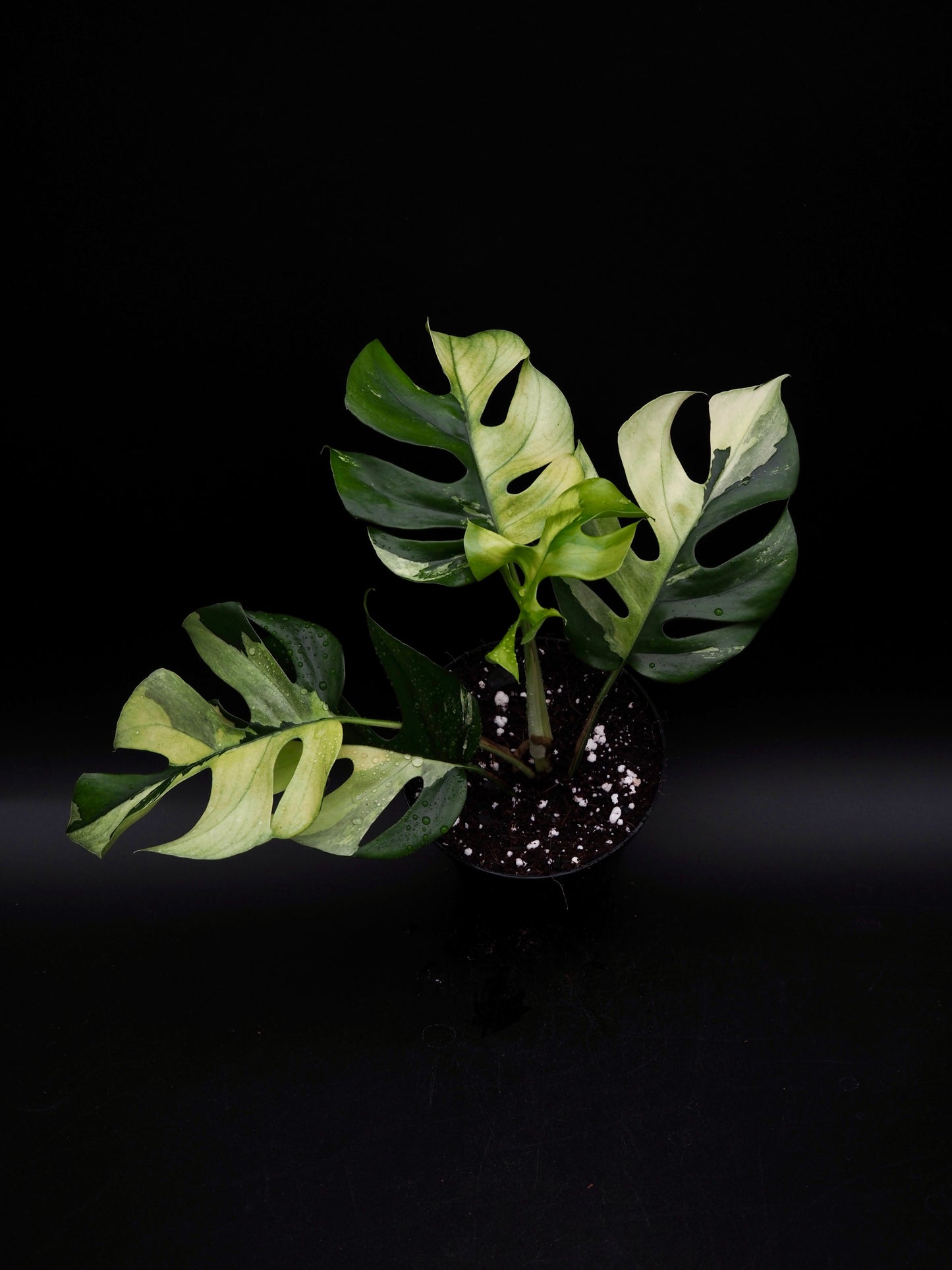 Rhaphidophora Tetrasperma Variegata