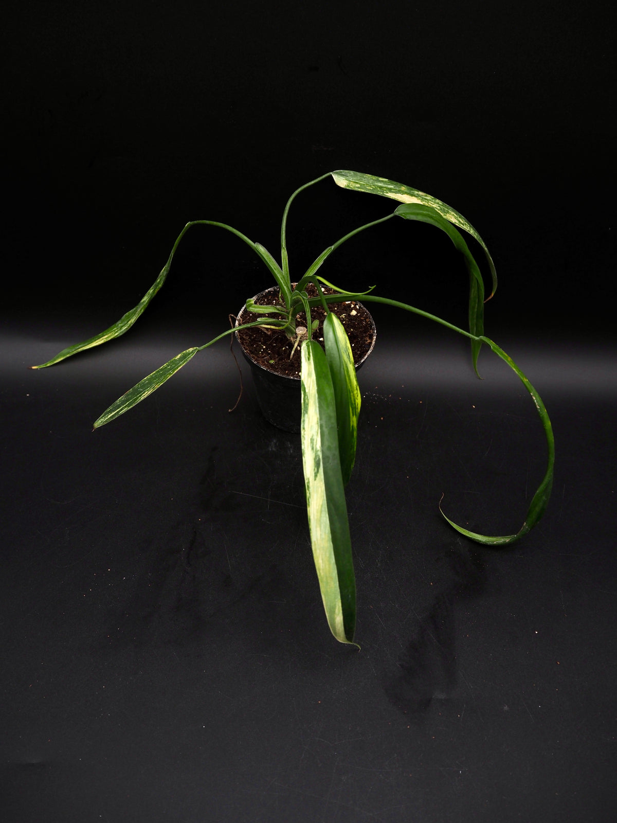Philodendron Holtonianum Aurea