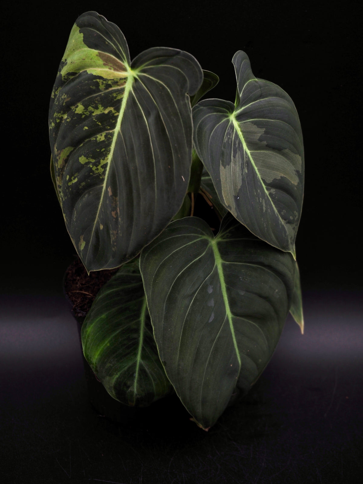 Philodendron Melanochrysum Variegata