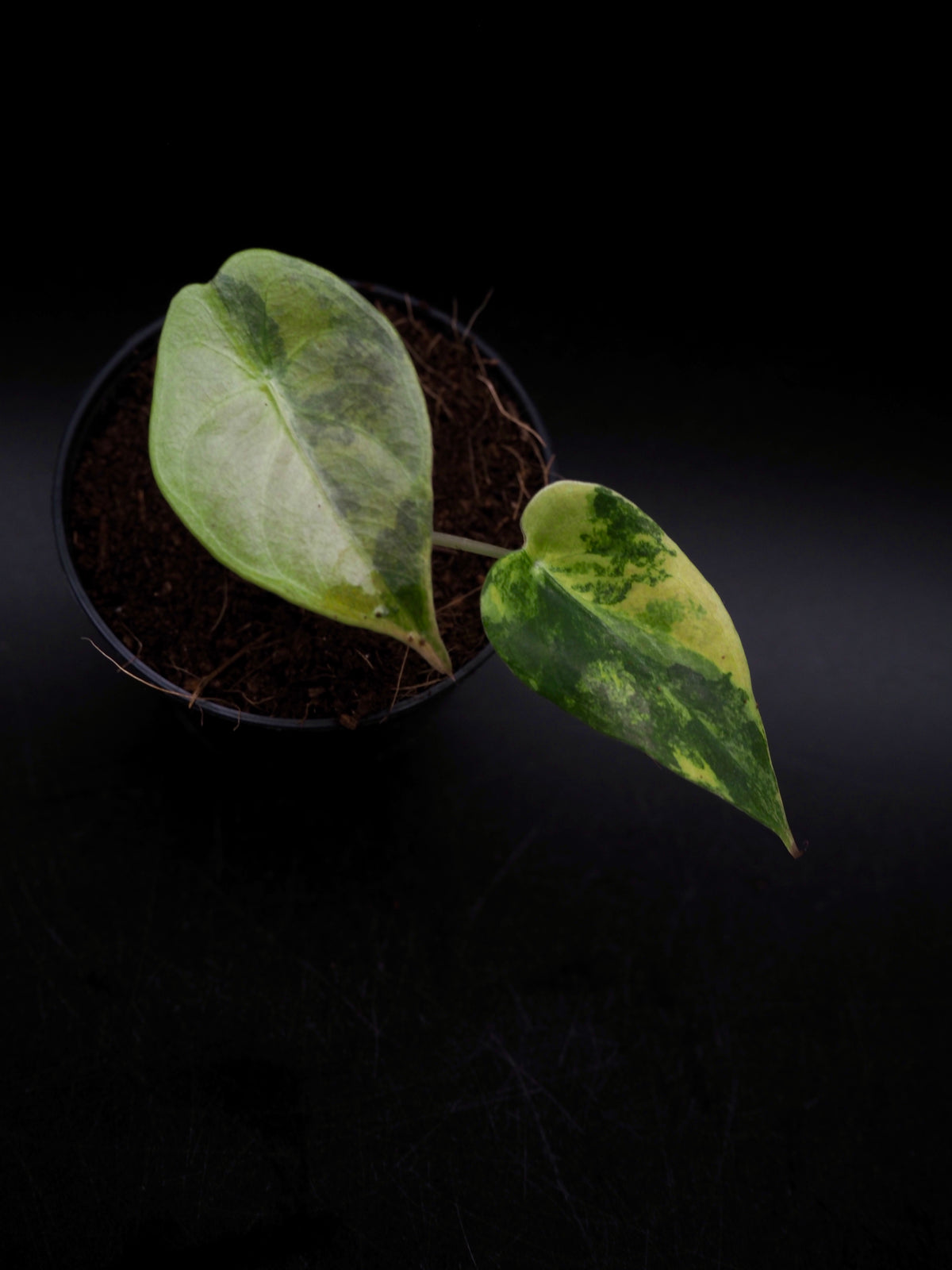 Alocasia Sedenii Aurea