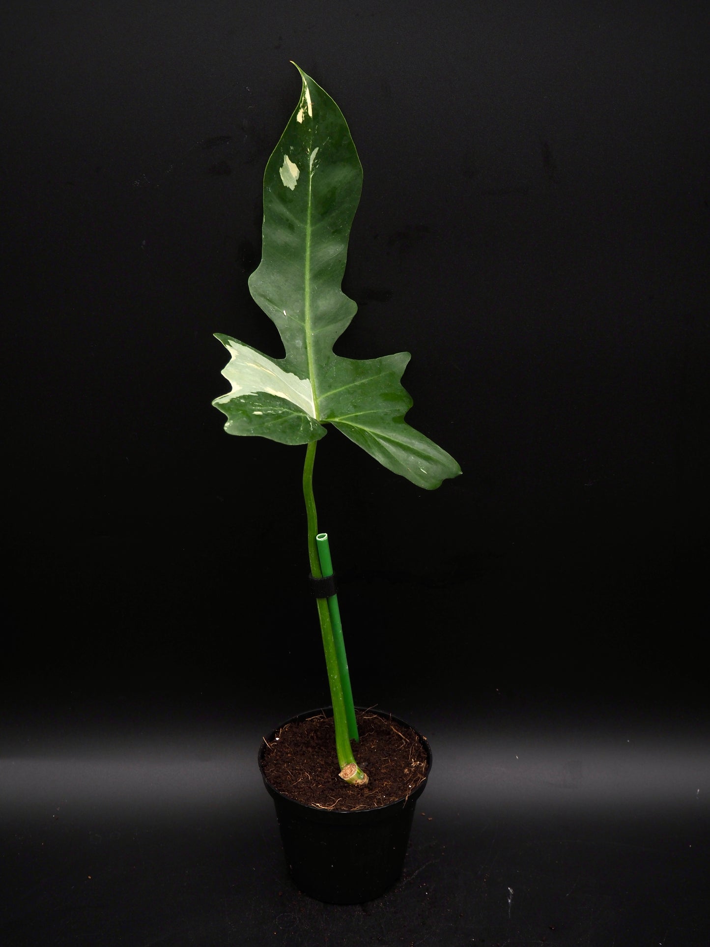 Philodendron Golden Dragon Variegata