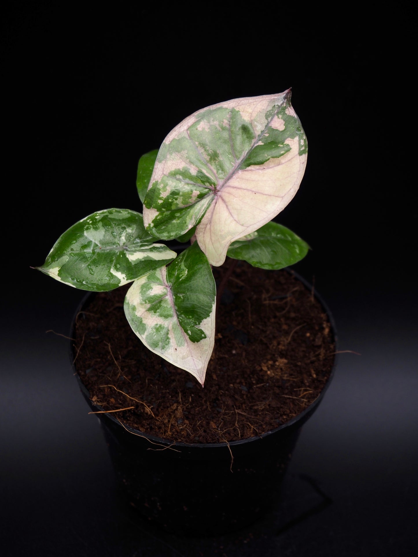 Alocasia Yucatan Princess Pink