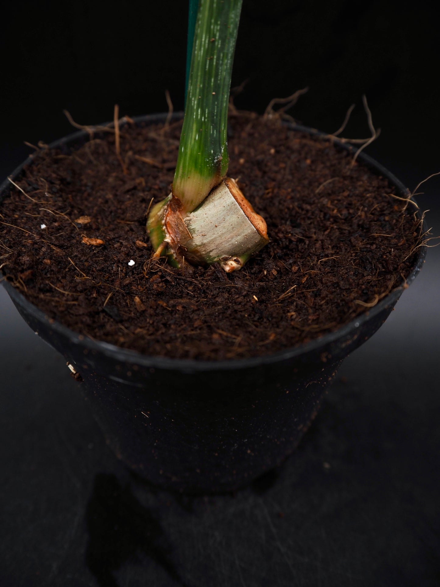 Philodendron Gloriosum Aurea
