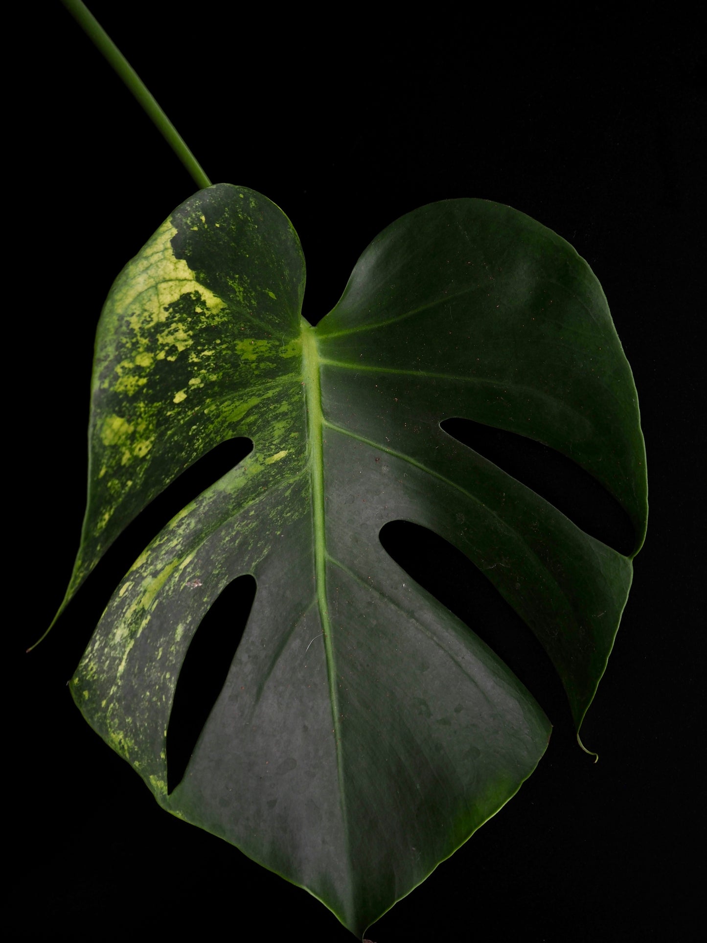 Monstera Lime Mint