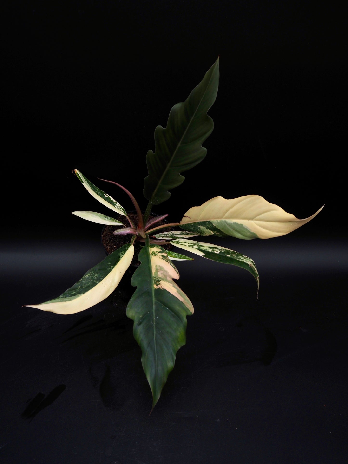 Philodendron Caramel Marble