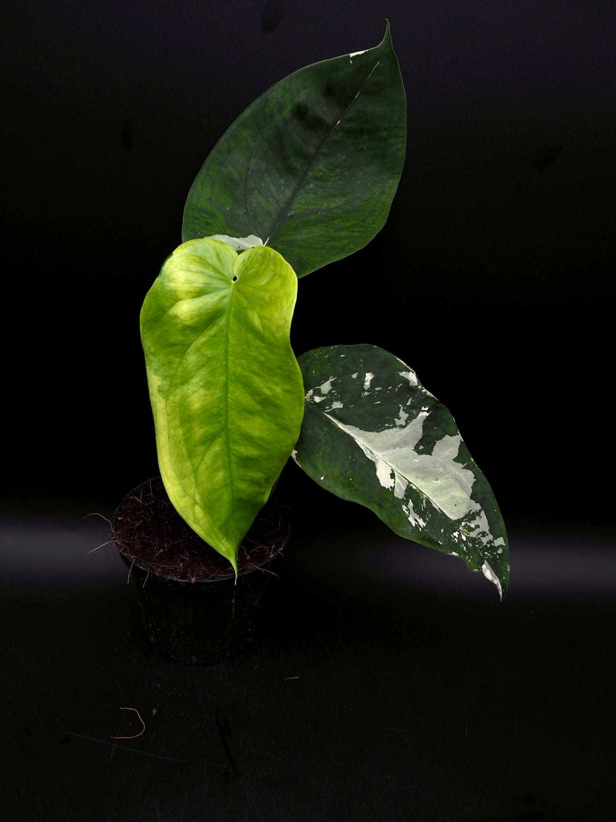 Syngonium Chiapense Variegata