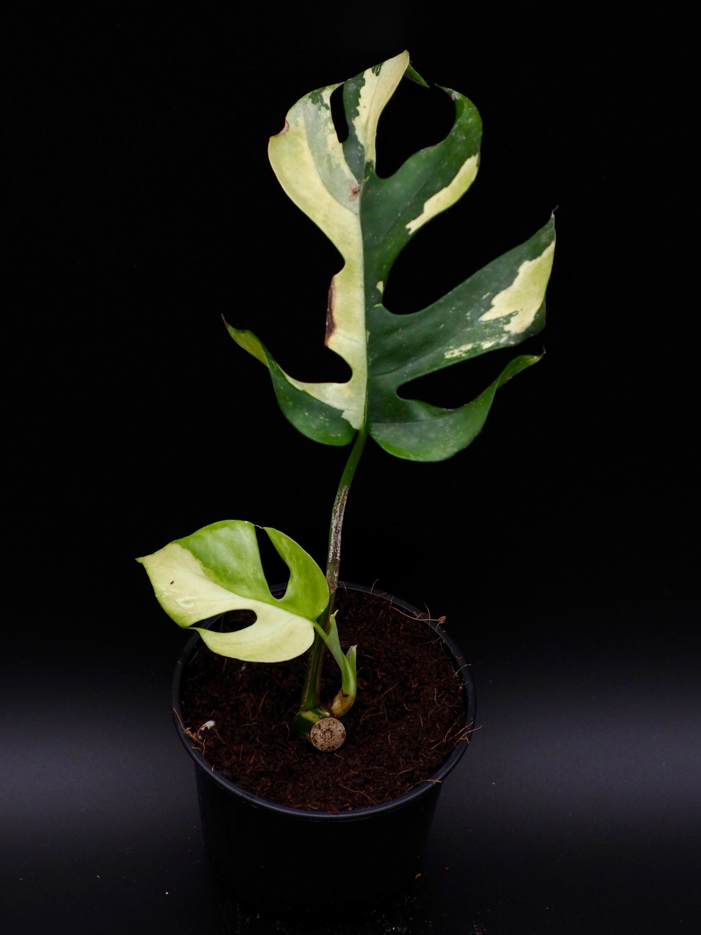 Rhaphidophora Tetrasperma Variegata