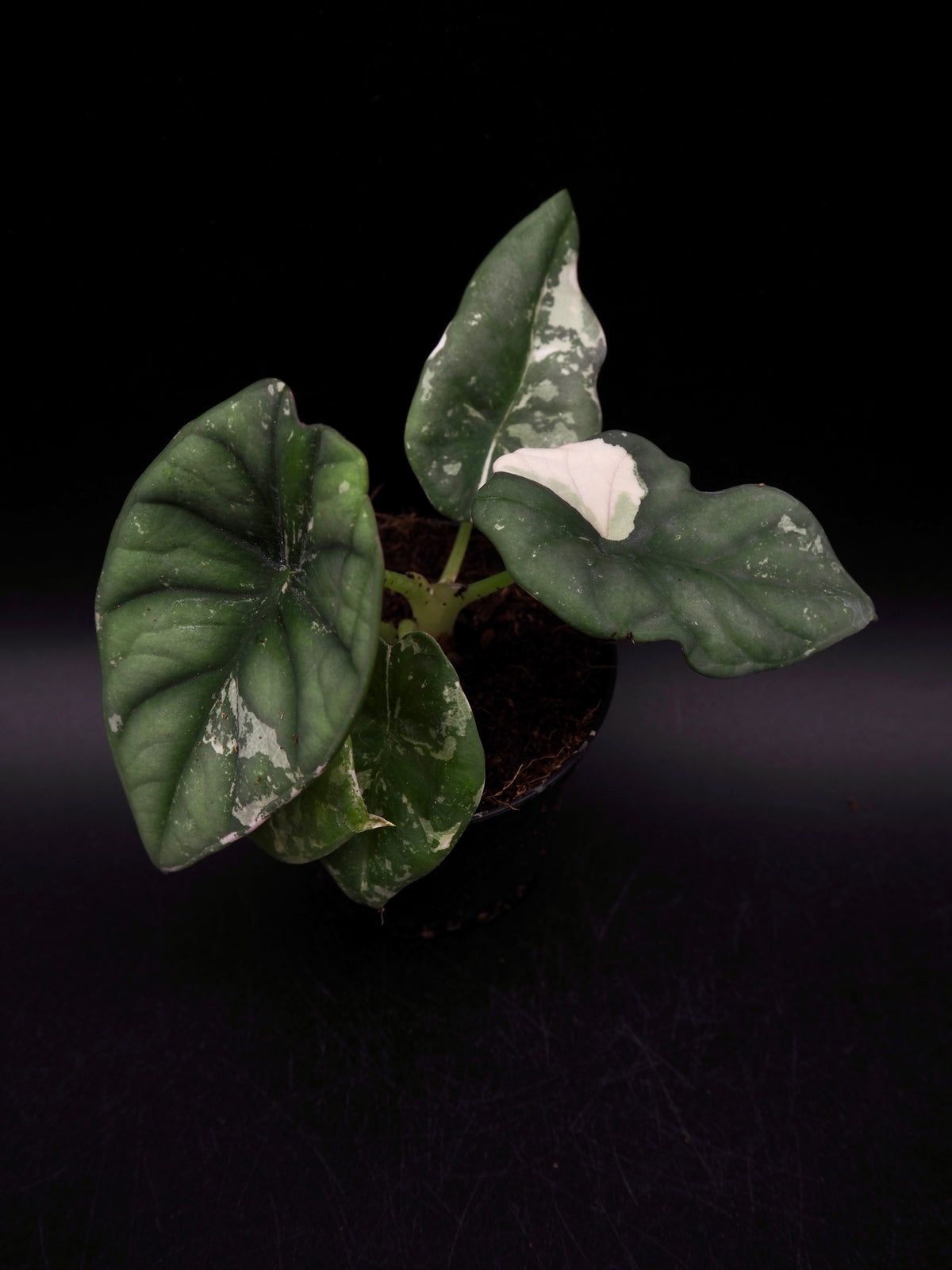 Alocasia Nebula Albo Pink Variegata