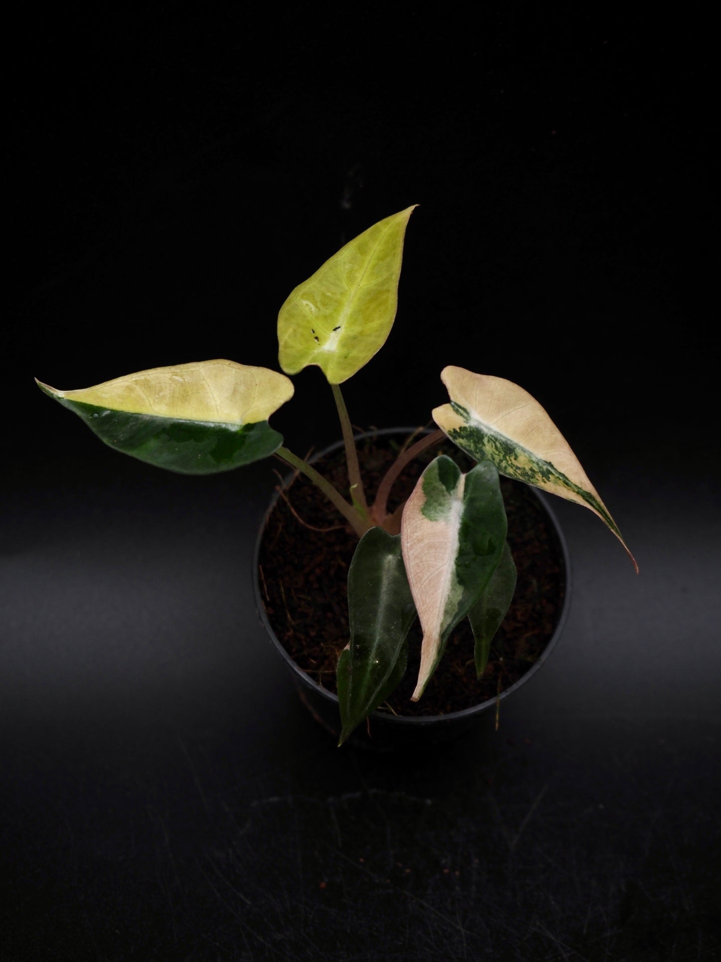 Alocasia Bambi Aurea