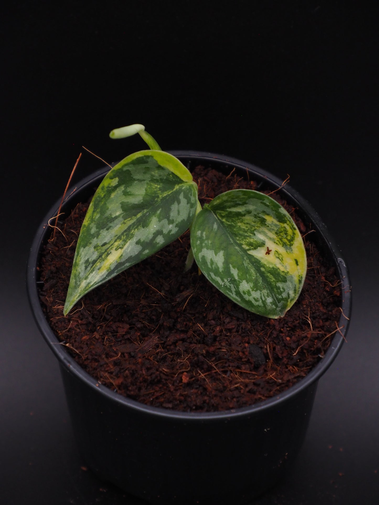 Scindapsus Apolaki Variegata