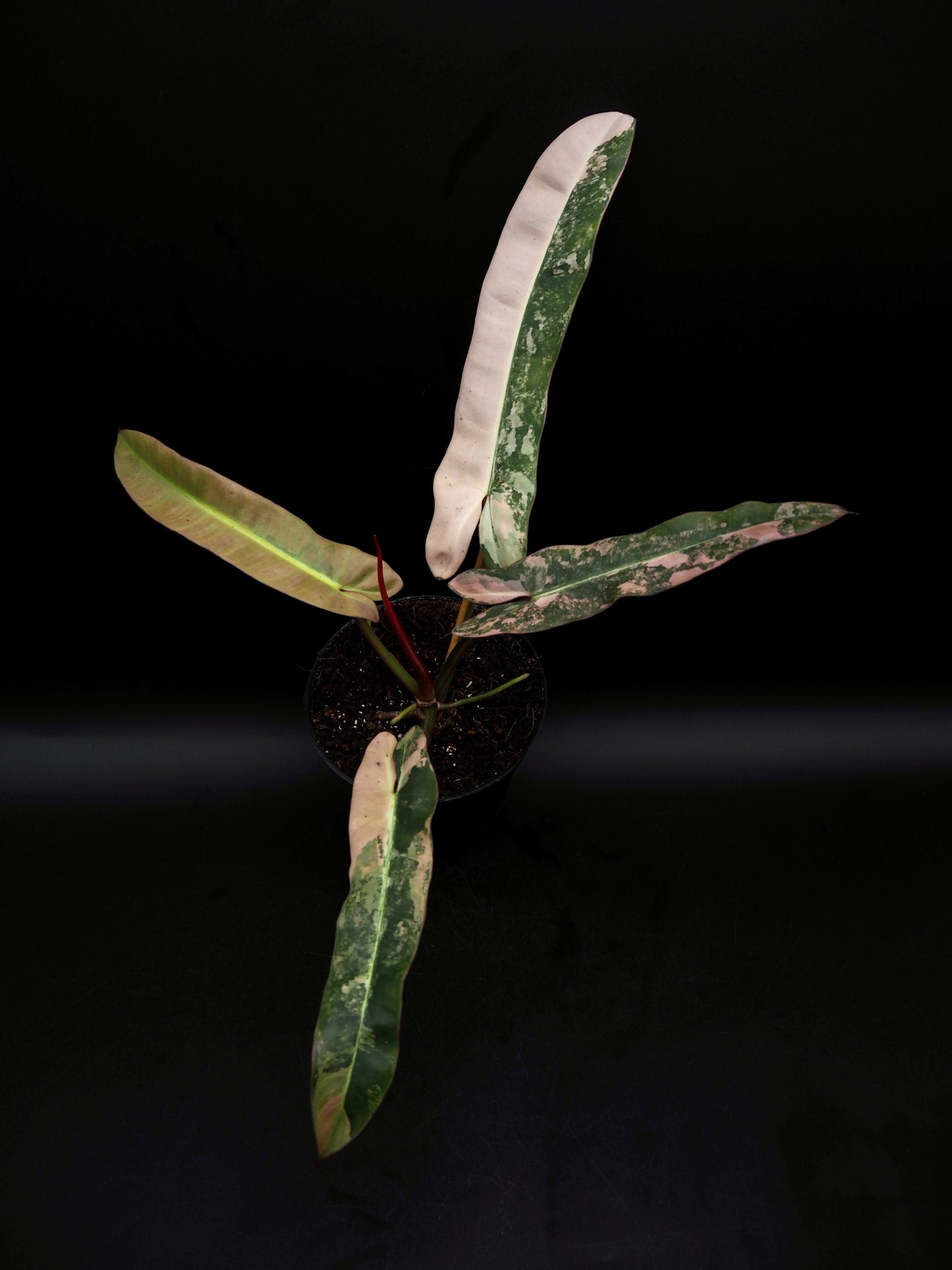 Philodendron Atabapoense Pink