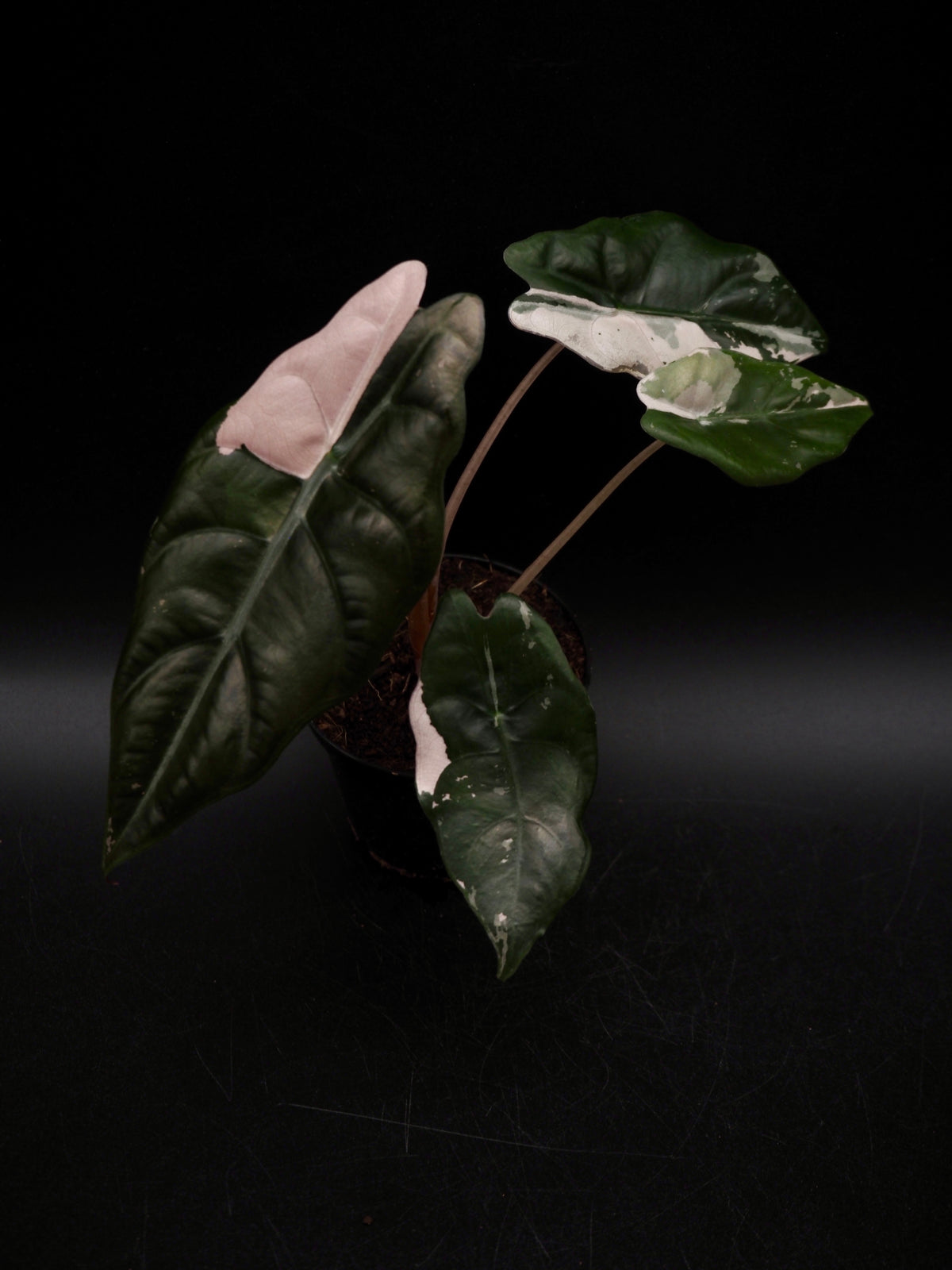 Alocasia Chantrieri Pink Variegata