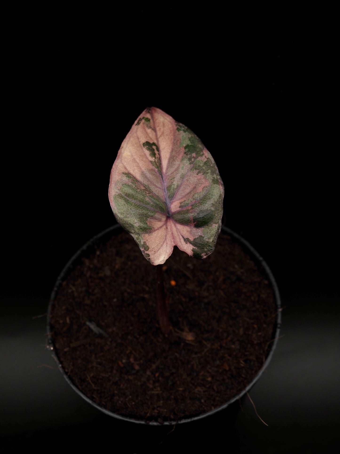Alocasia Serendipity Variegata
