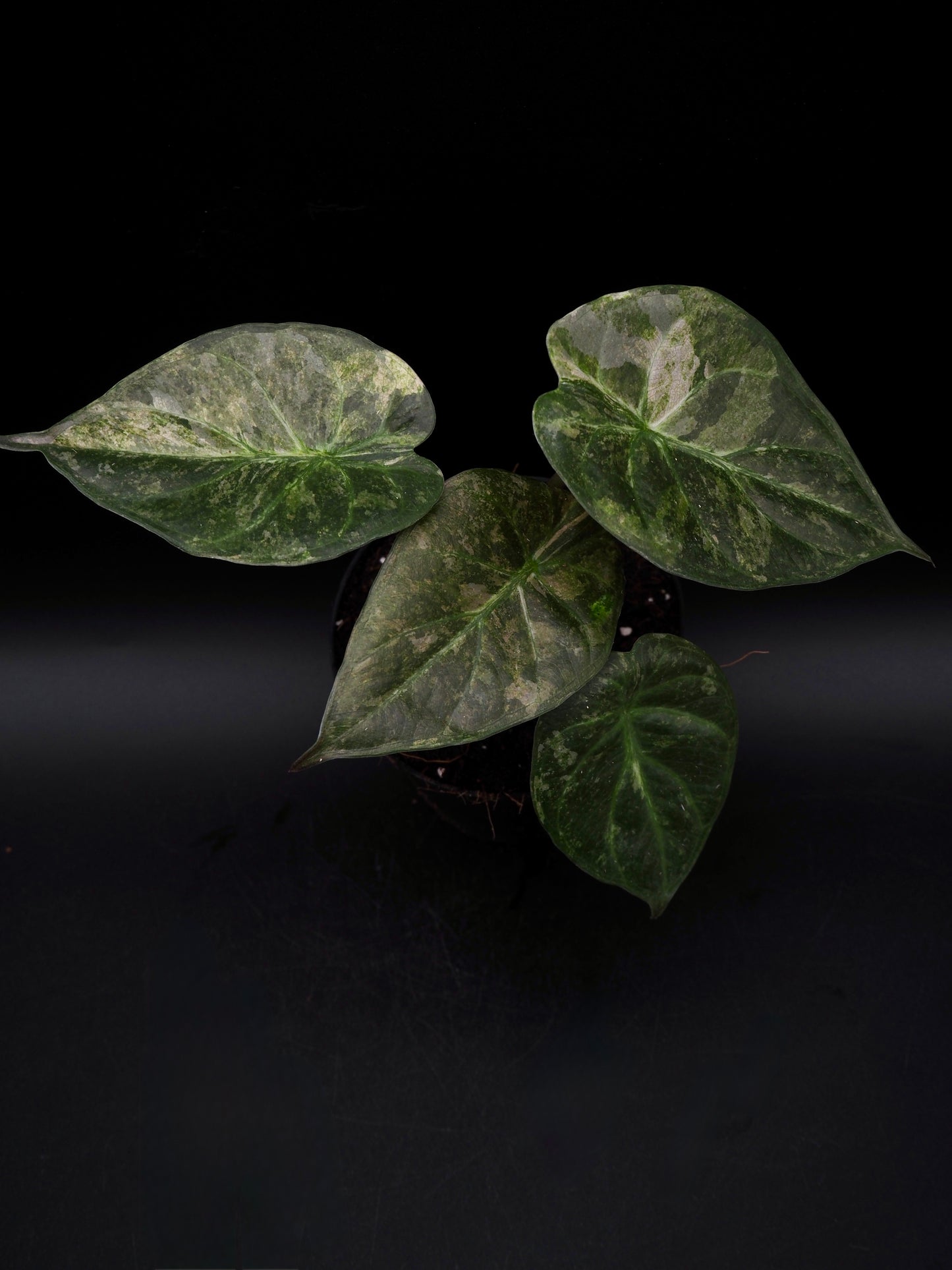 Alocasia Wentii Pink Freckles