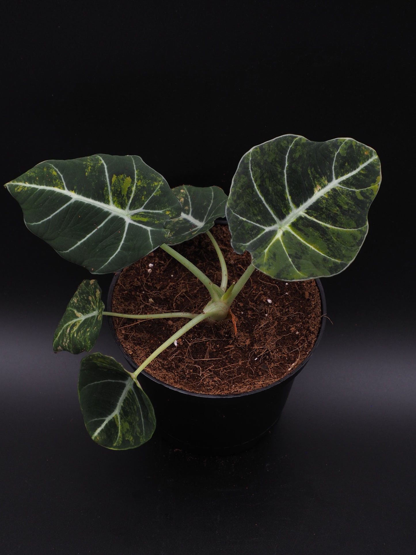Alocasia Velours Noir Aurea