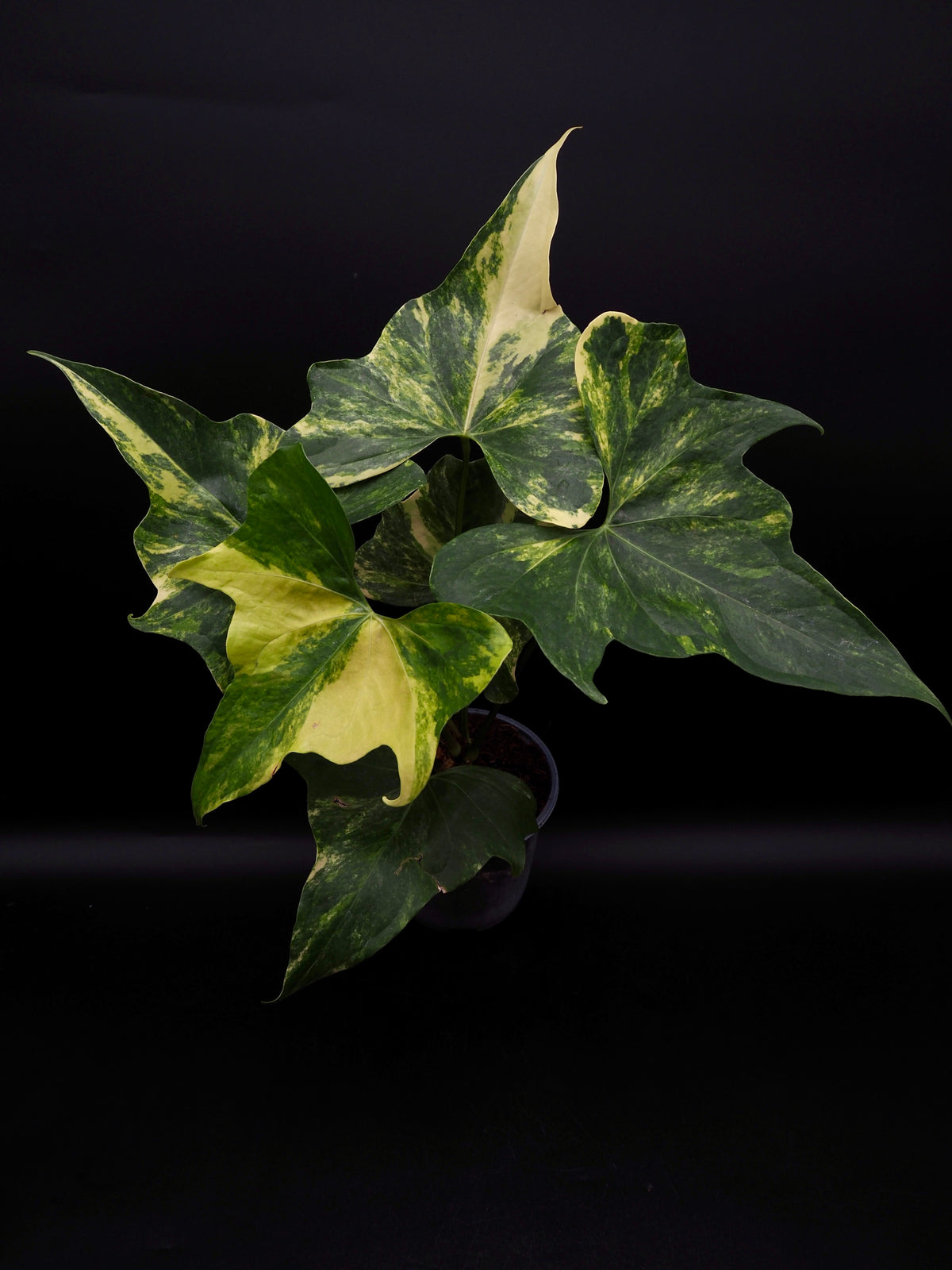 Anthurium Pterodactyl Variegata