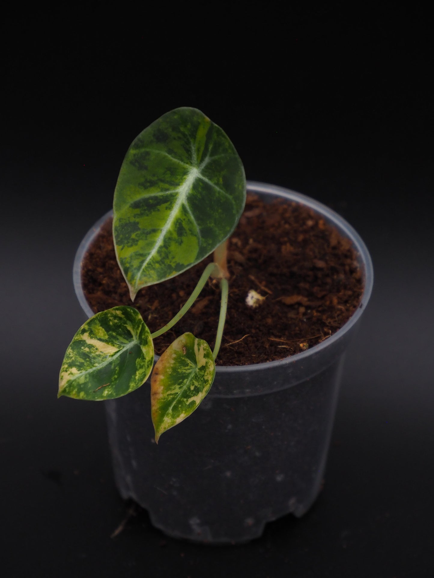 Alocasia Velours Noir Aurea