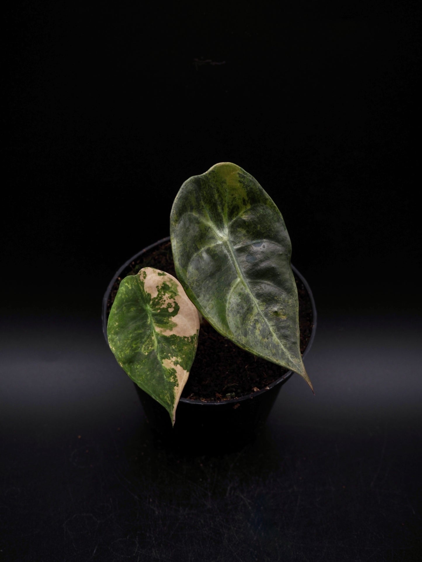 Alocasia Sedenii Aurea