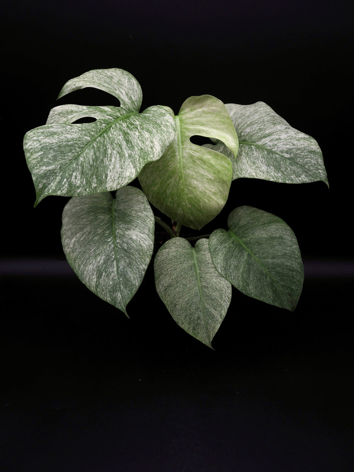 Monstera Jungle Full Mint