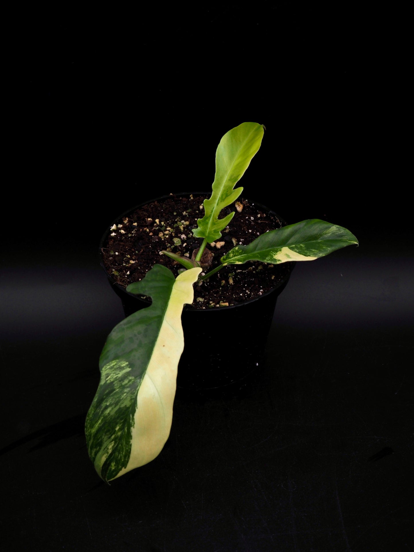 Philodendron Florida Beauty X Tortum