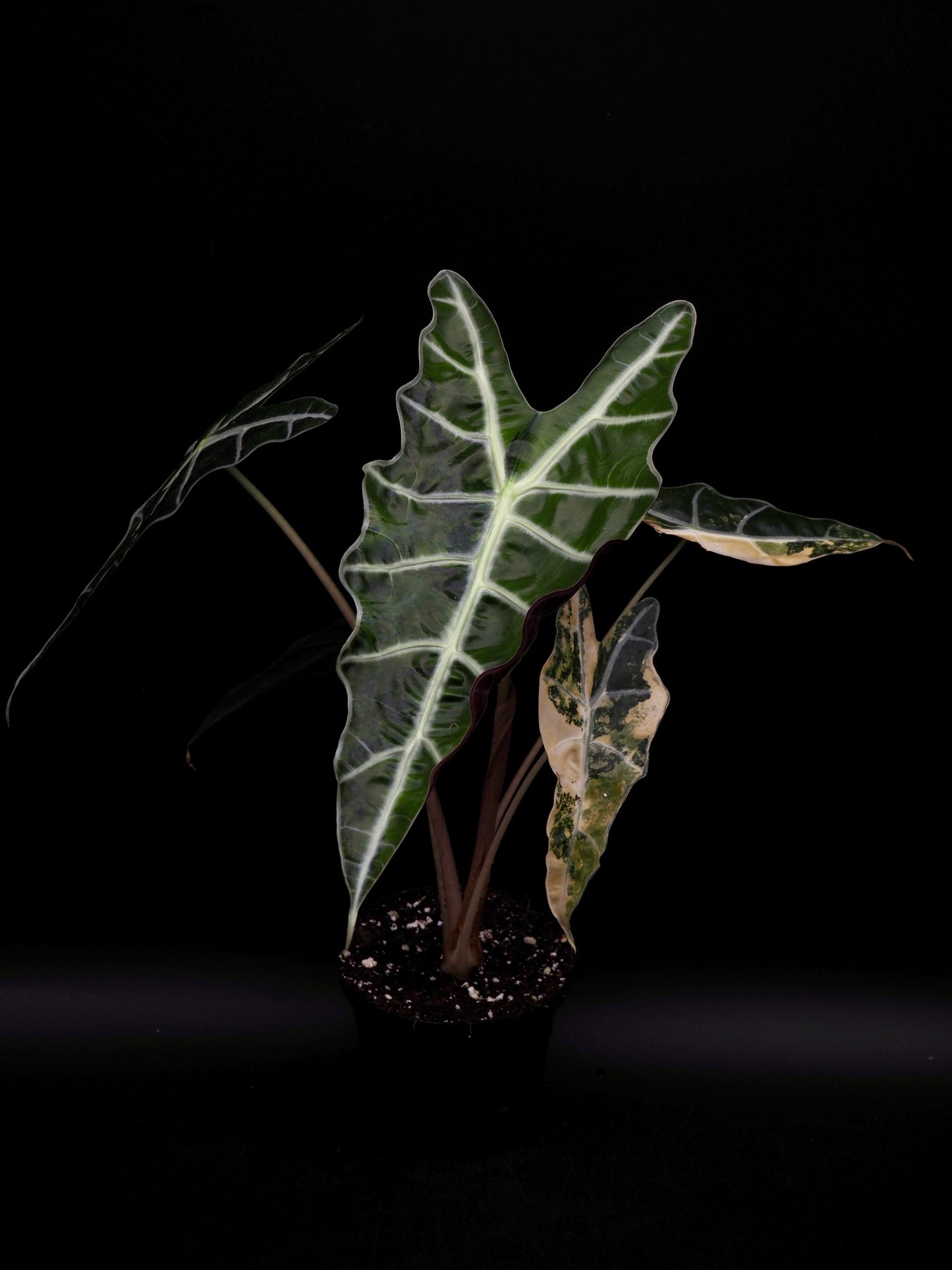 Alocasia Sanderiana Bull Aurea