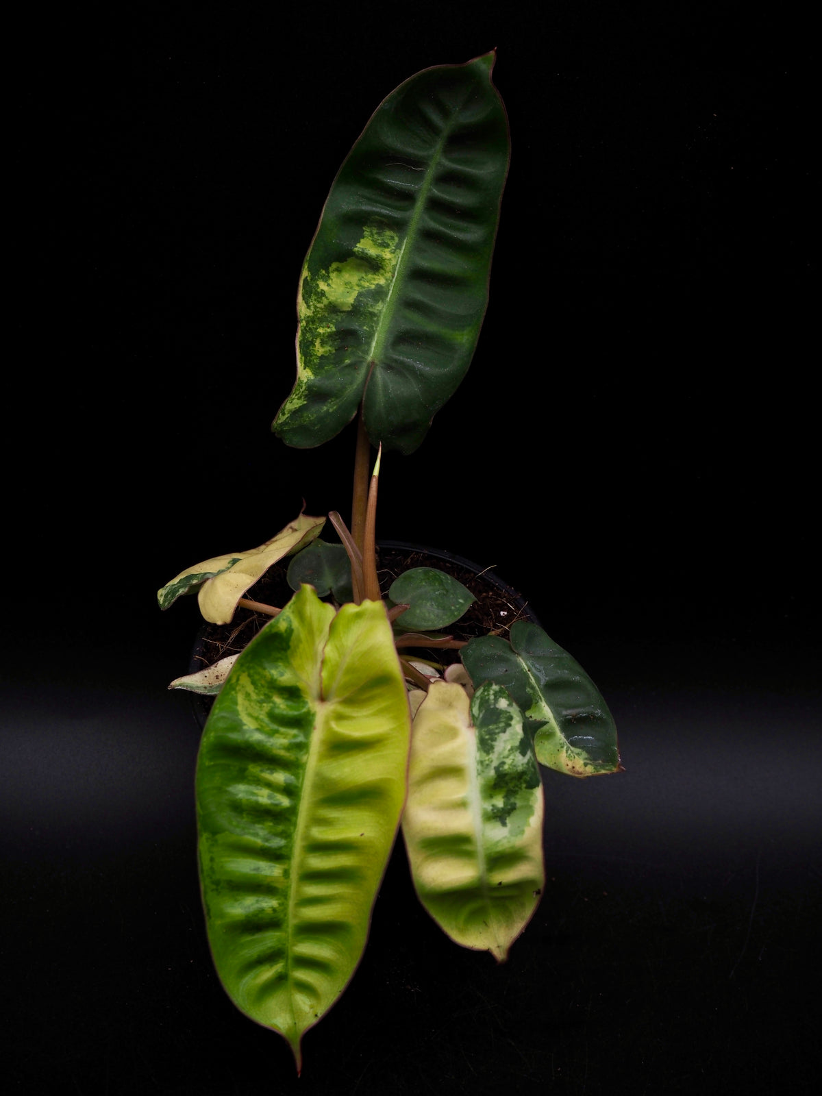 Philodendron Billietiae Variegata