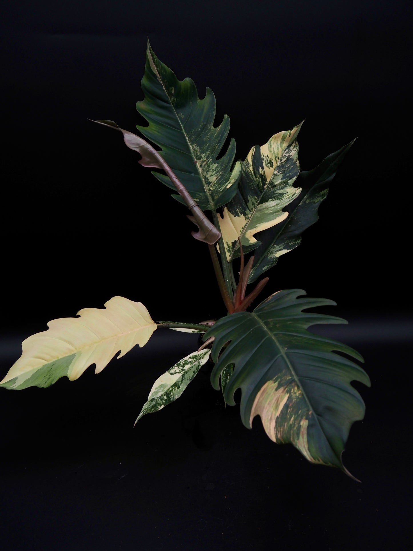 Philodendron Caramel Marble