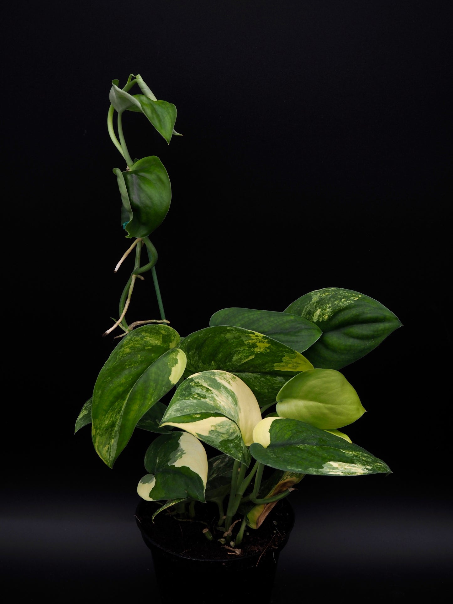 Scindapsus Jade Satiné Variegata