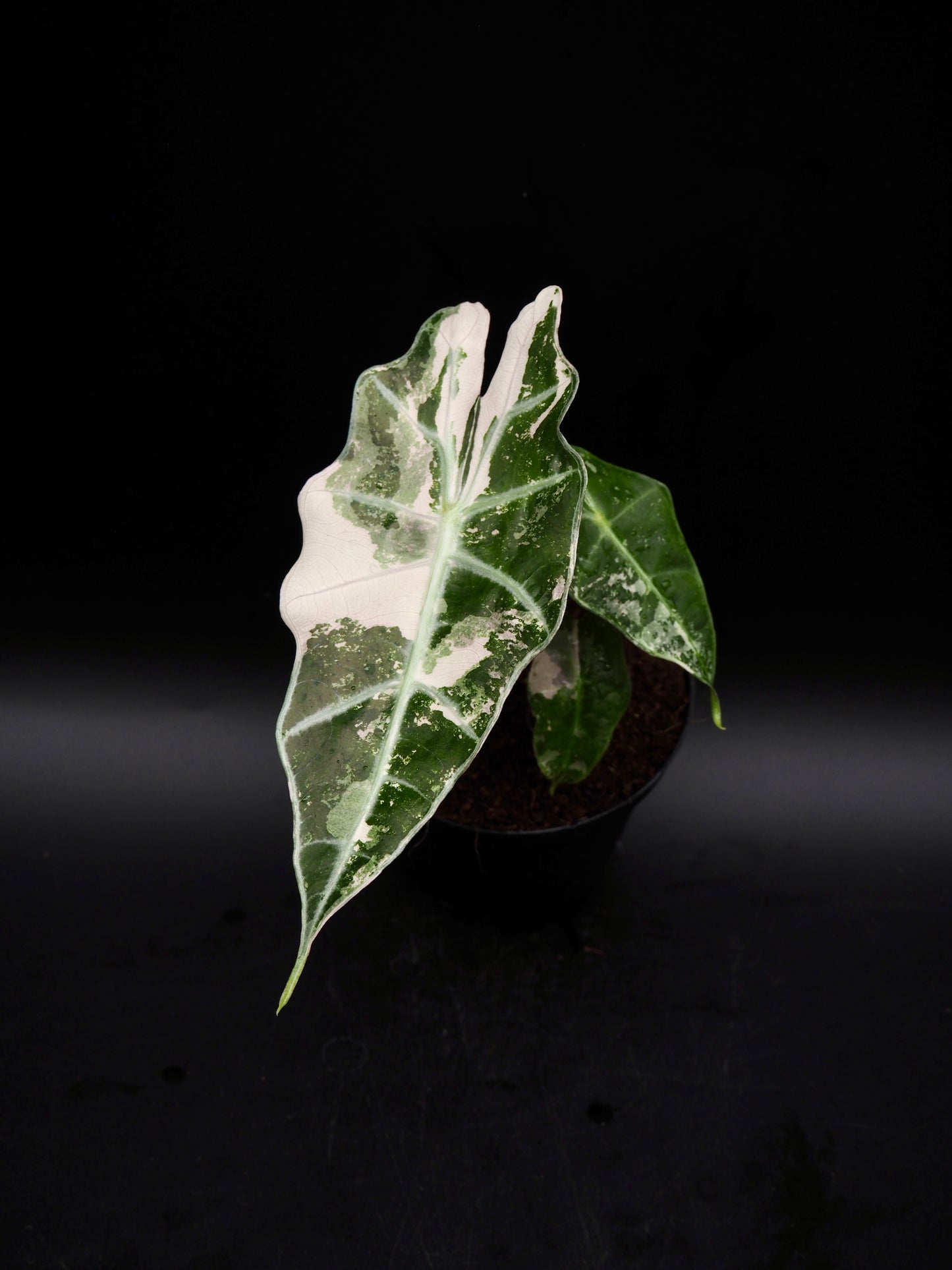 Alocasia Polly Pink Variegata