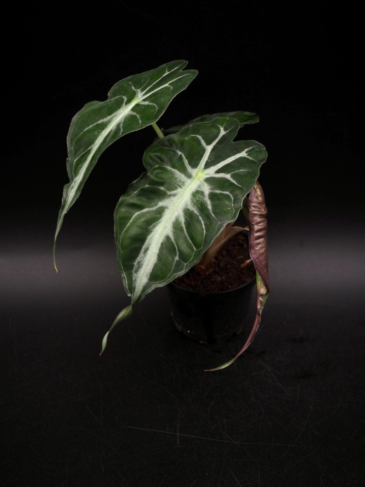 Alocasia Venom S