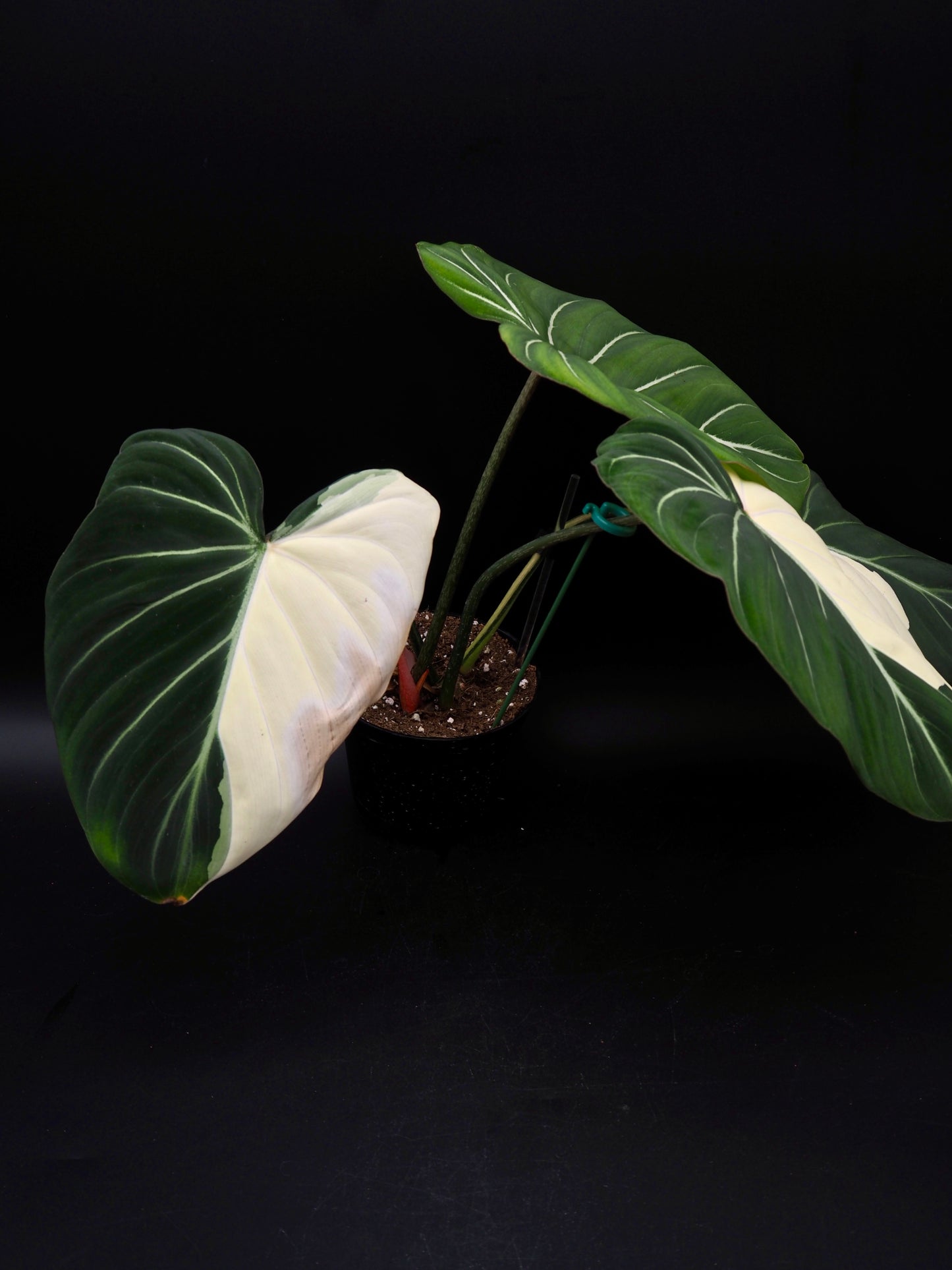 Philodendron Gloriosum Albo Variegata