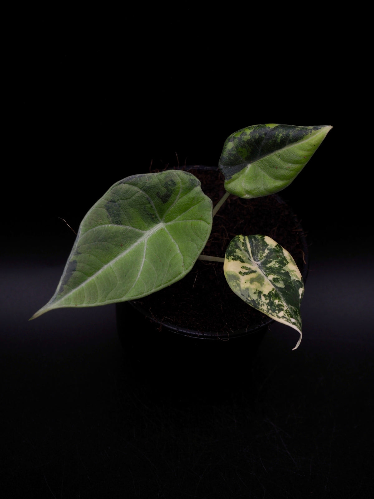 Alocasia Maharani Aurea