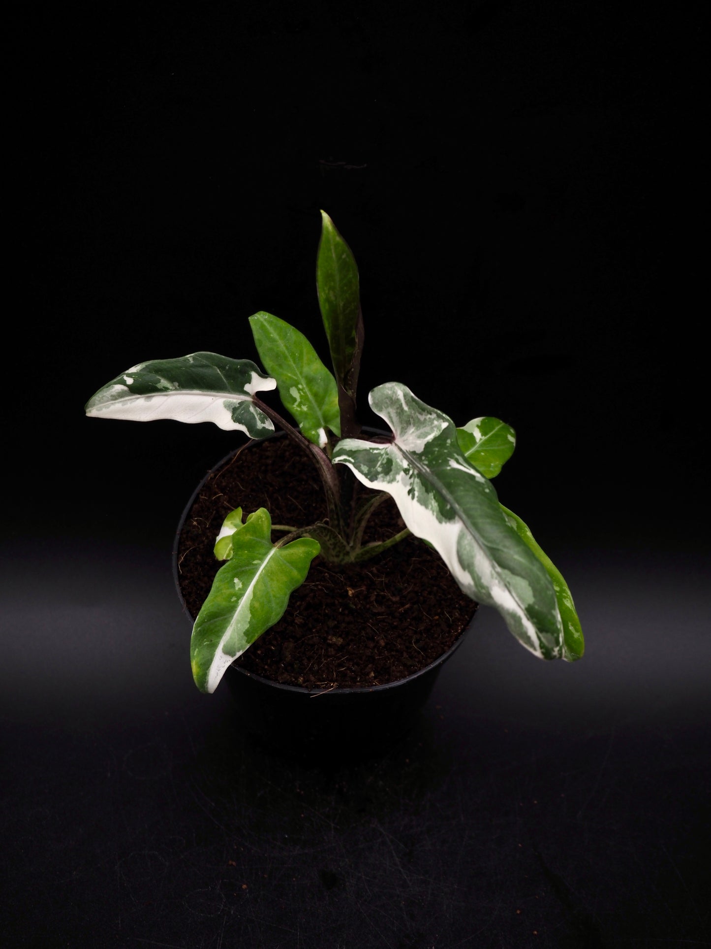 Alocasia Lauterbachiana Albo Variegata