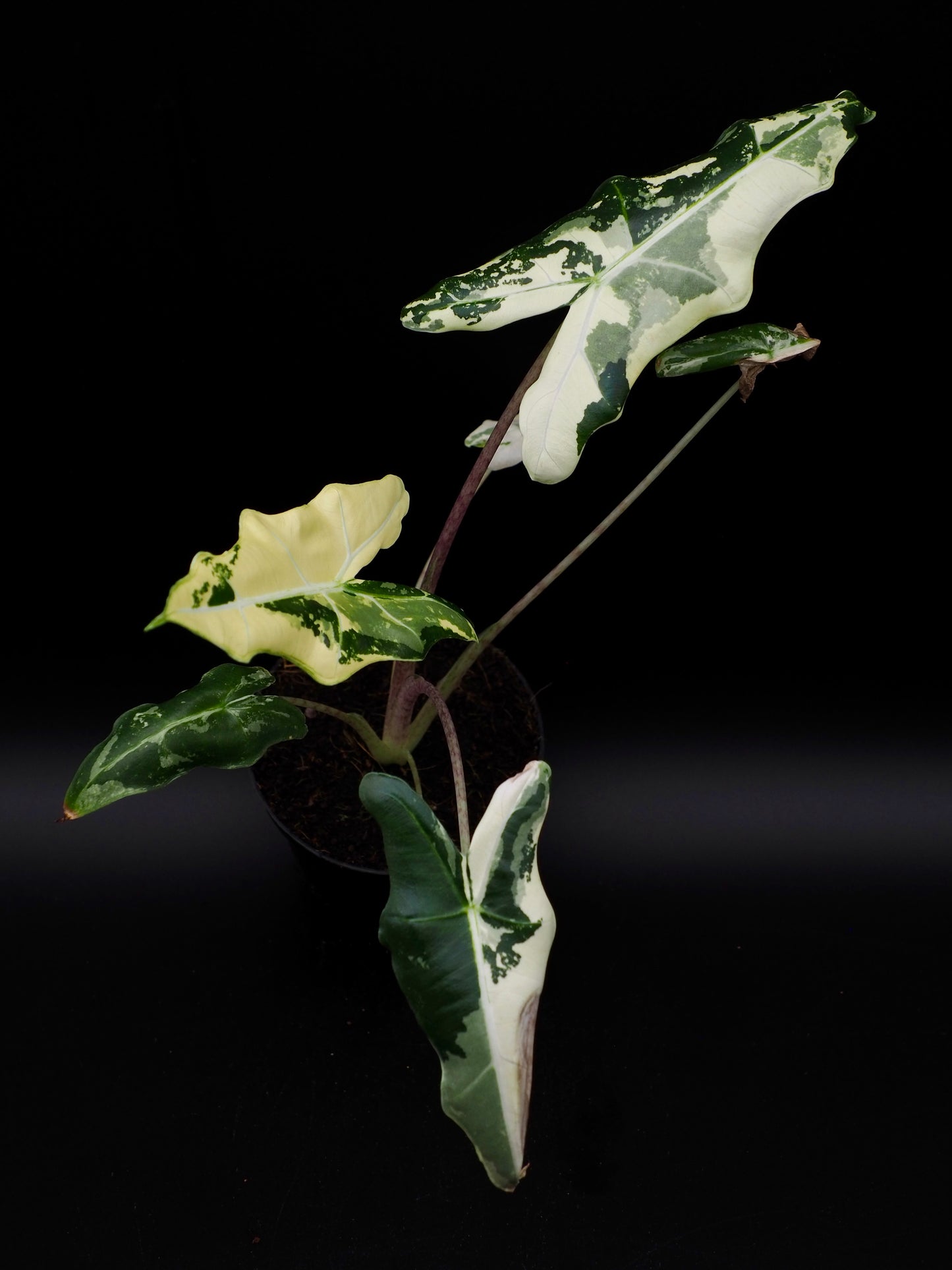 Alocasia Sarian Albo