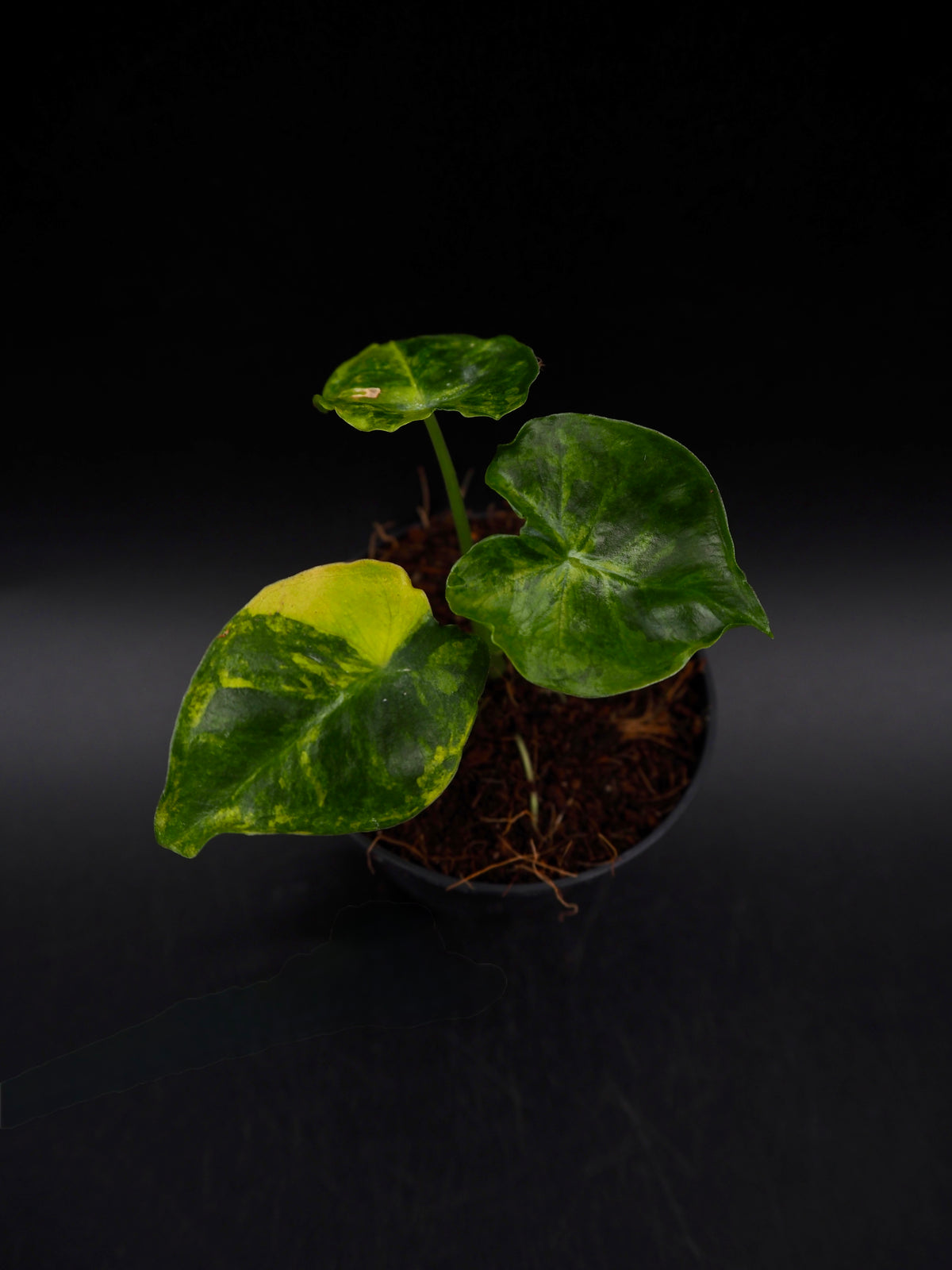 Alocasia Frydek Dorayaki Aurea Variegata