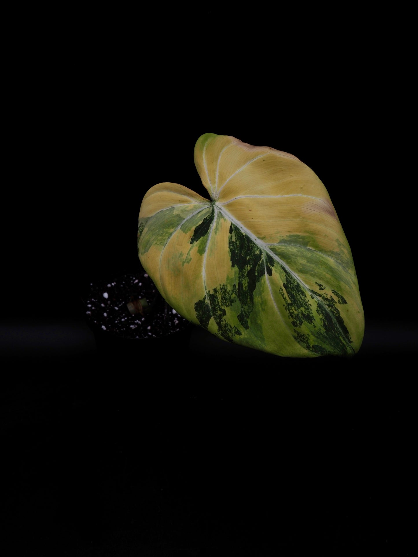 Philodendron Gloriosum Aurea