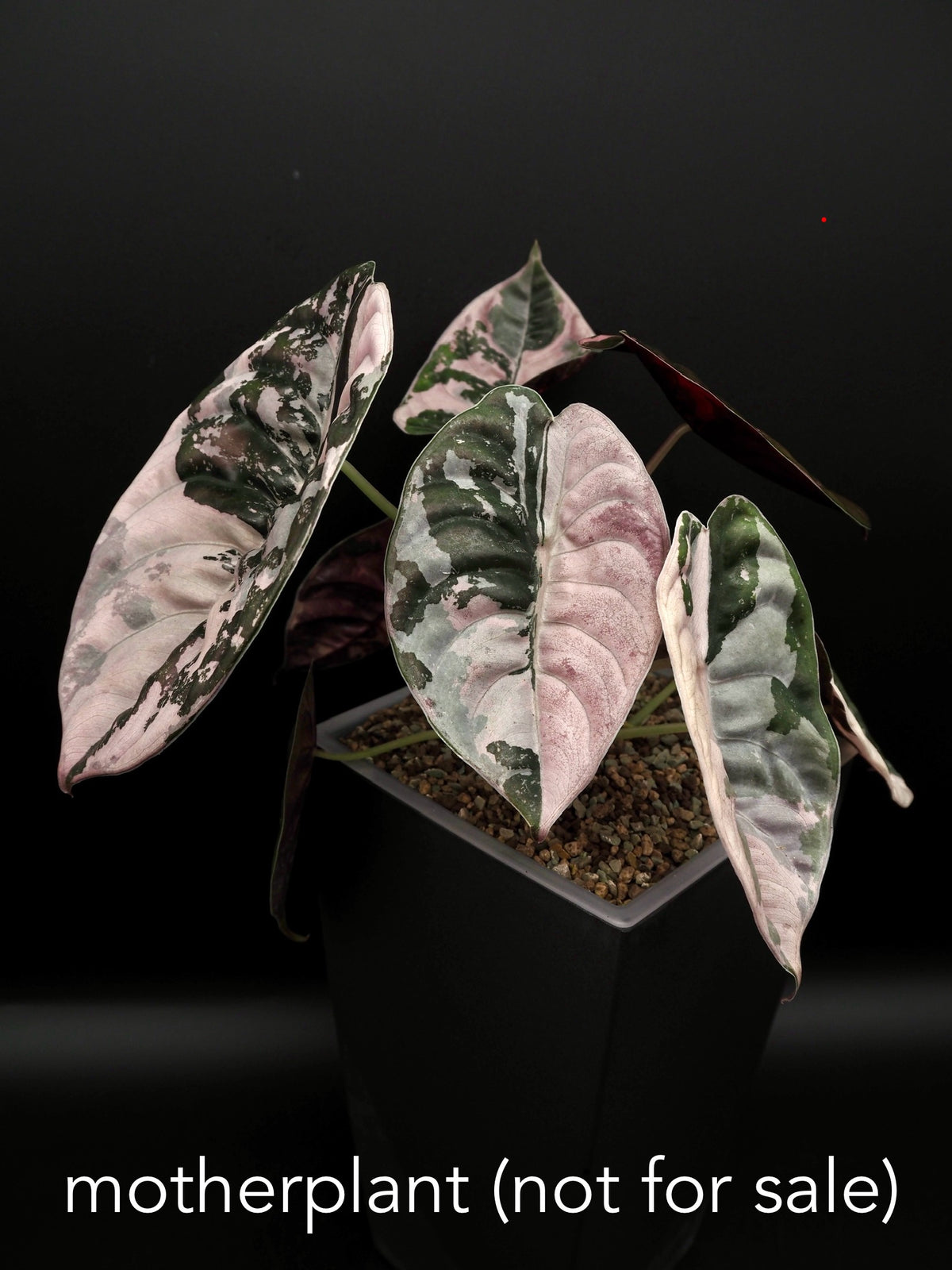 Alocasia Cuprea Nom Yen