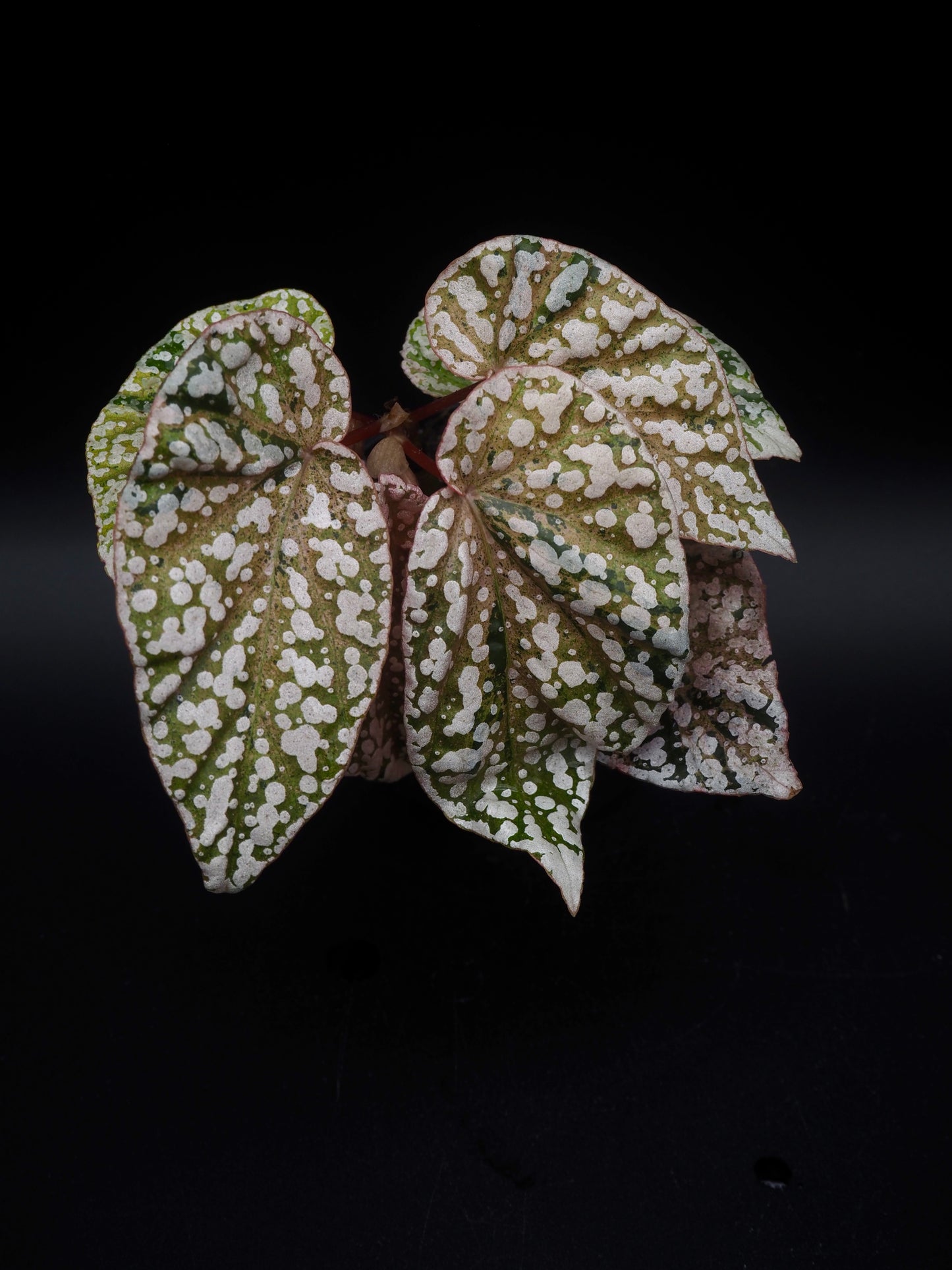 Bégonia variegata aux sommets enneigés